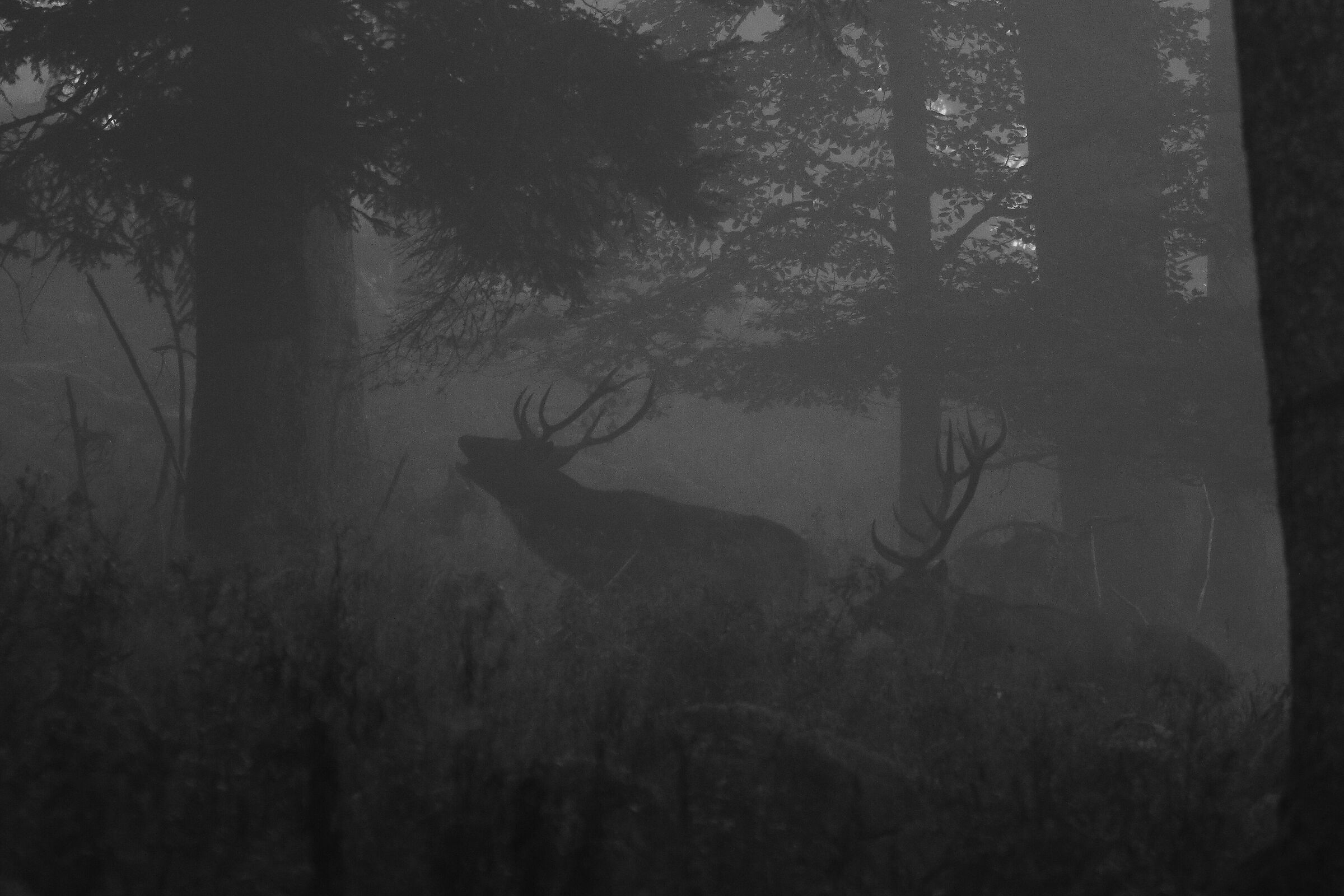 Fratelli nella nebbia