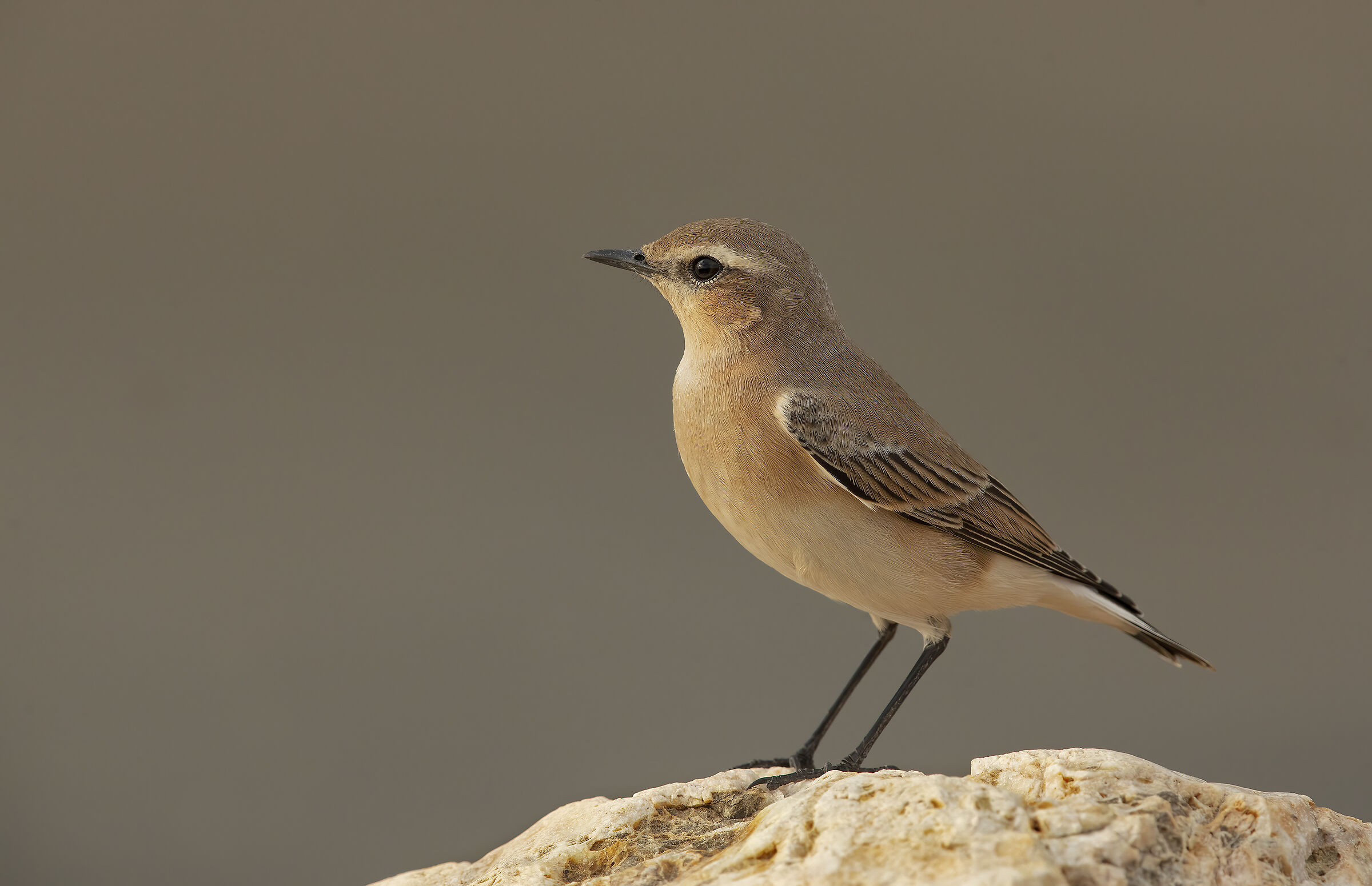 culbianco /oenanthe oenanthe)