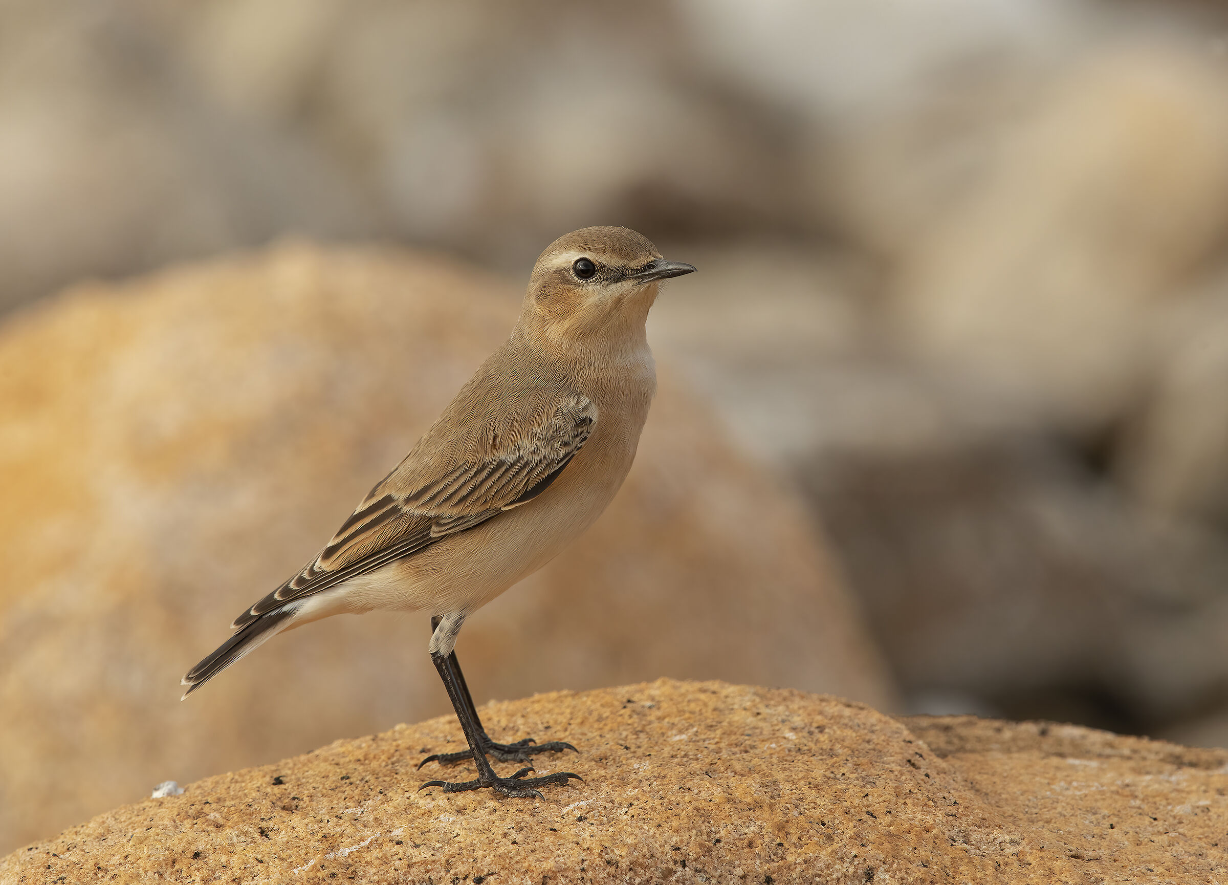 culbianco /oenanthe oenanthe)