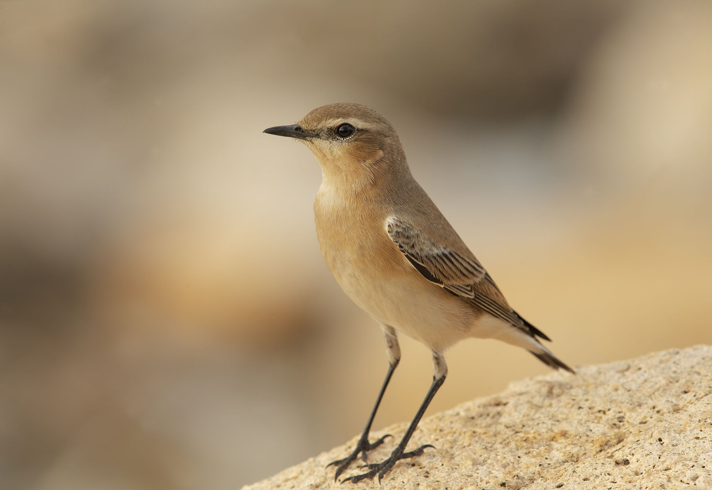 culbianco /oenanthe oenanthe)