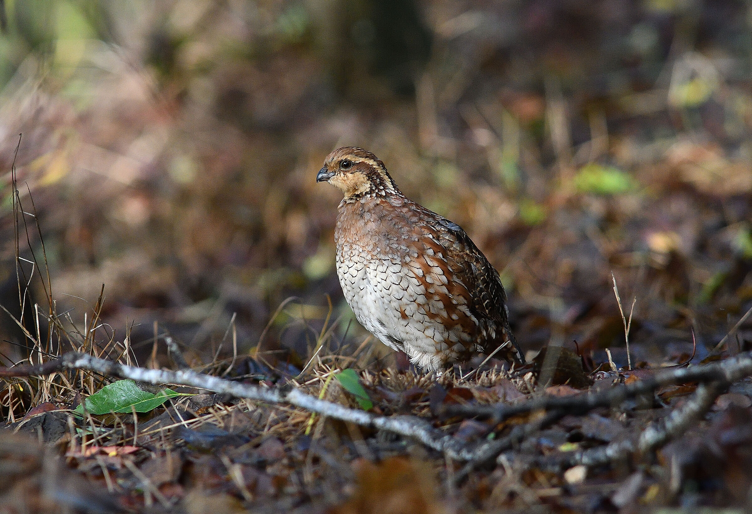 Colino della virginia..