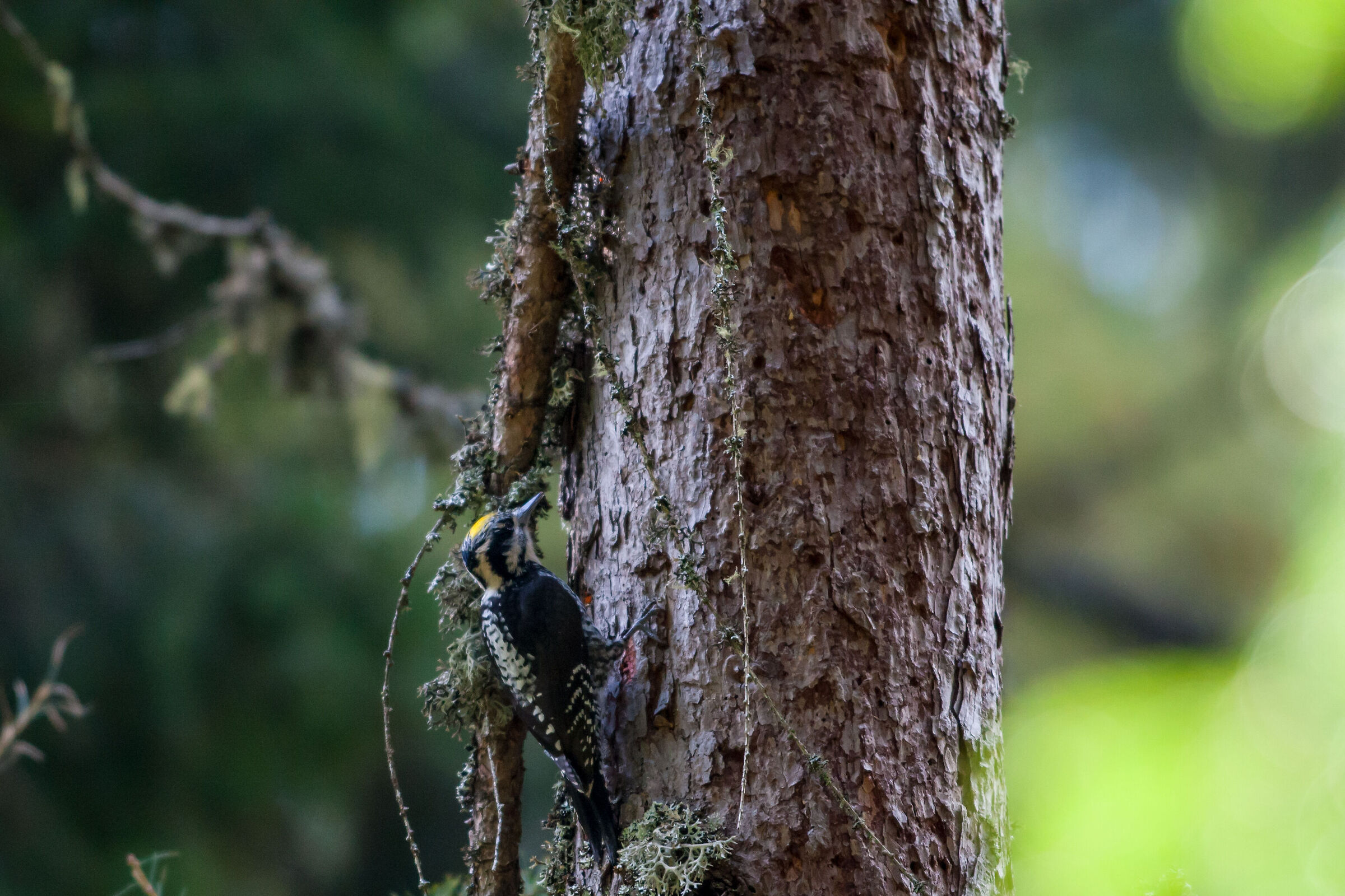 Three-toed woodpecker