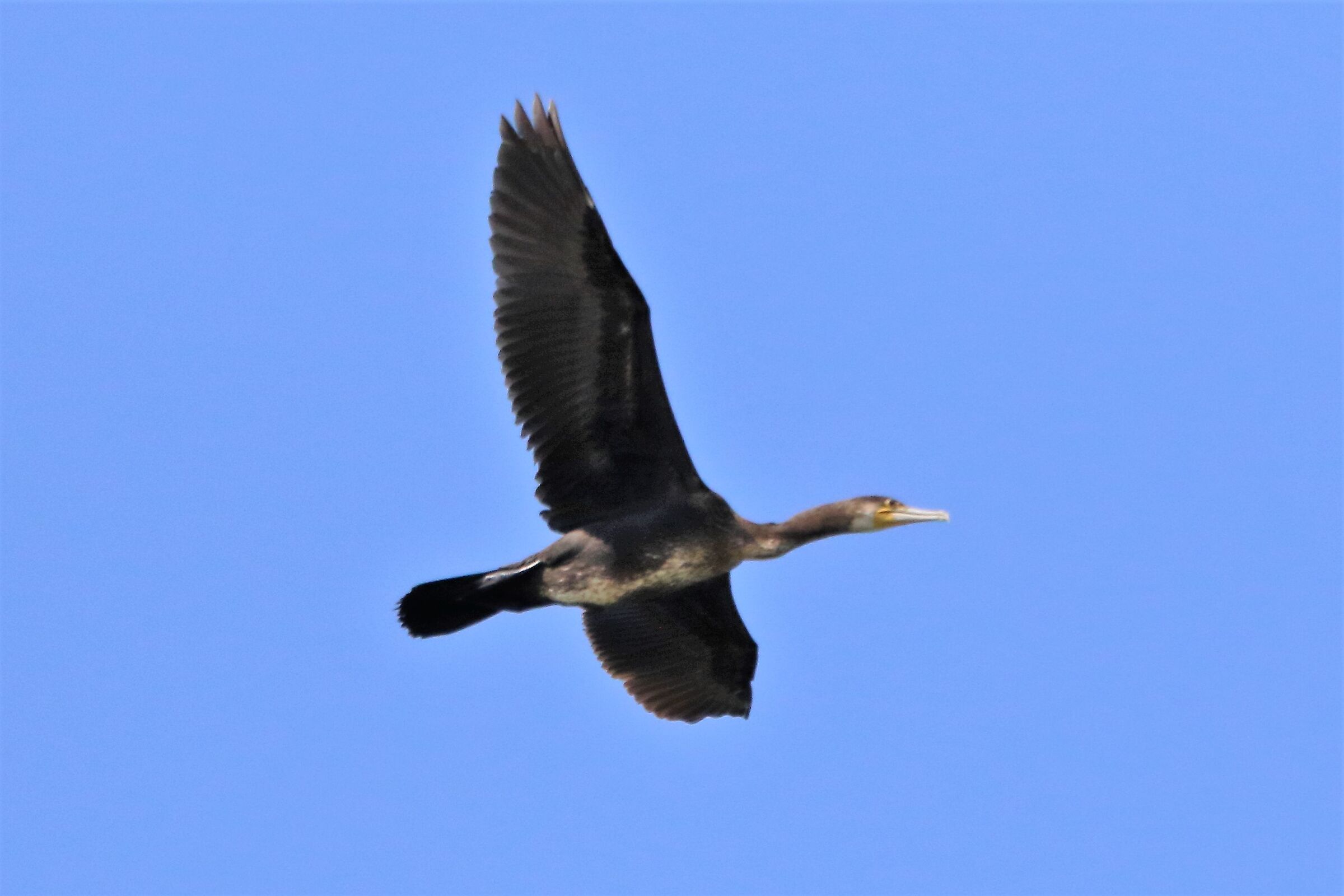 cormorant
