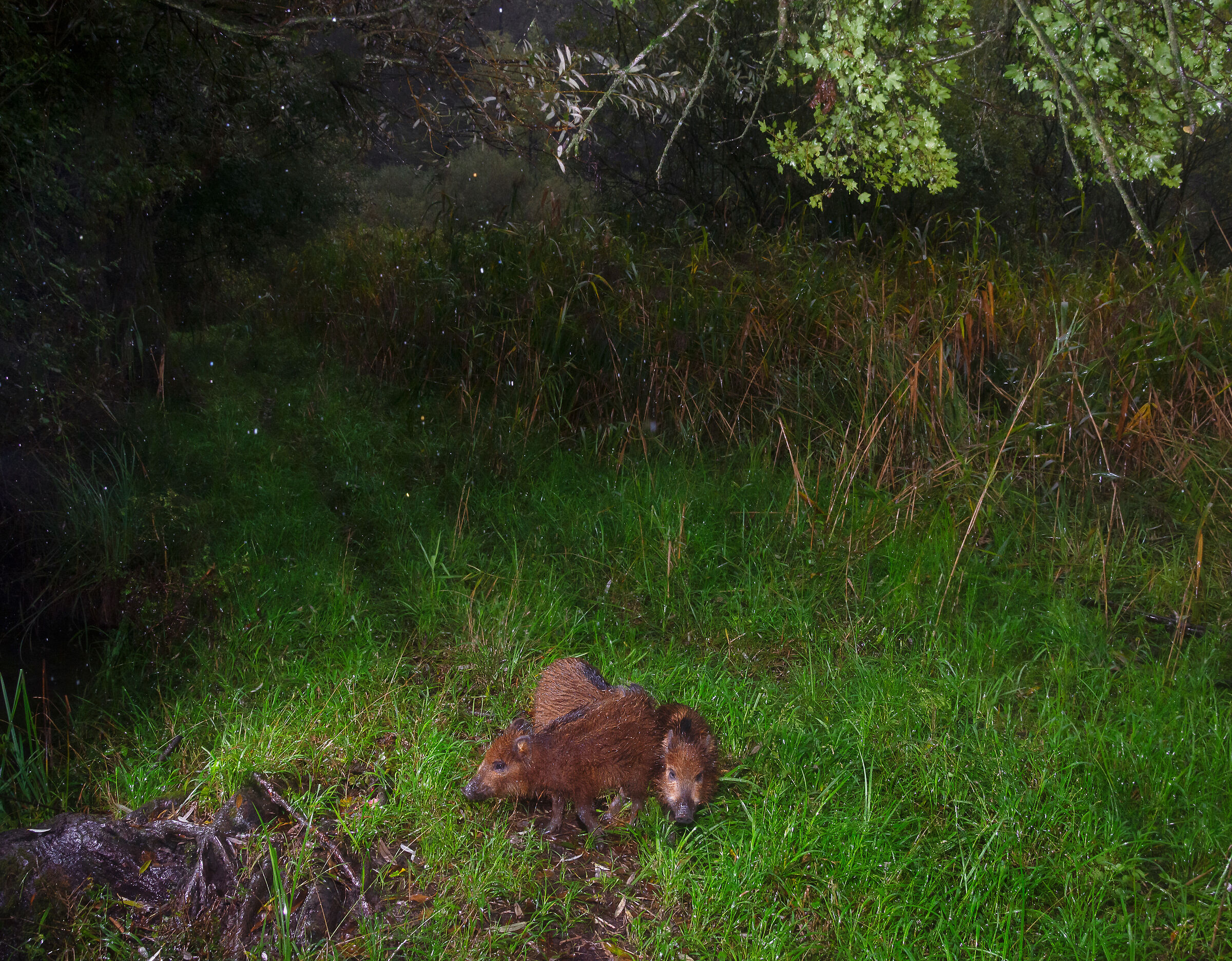 Cinghialini sotto la pioggia
