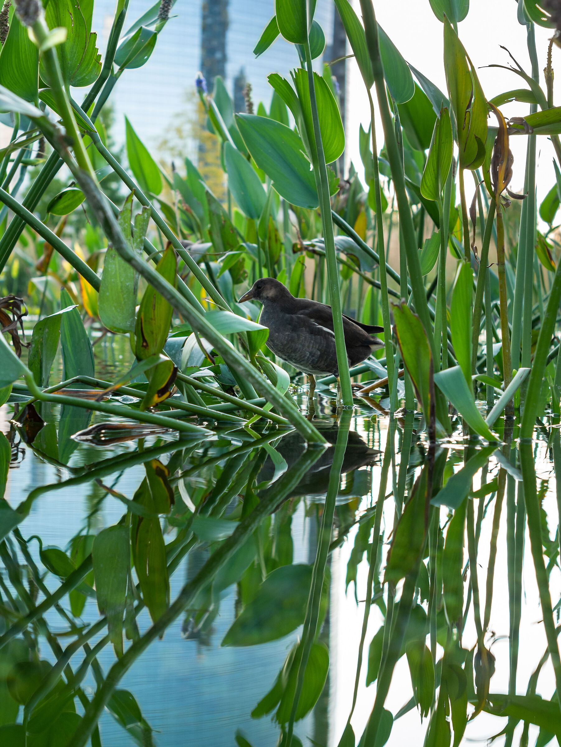 Tree Library - Milan