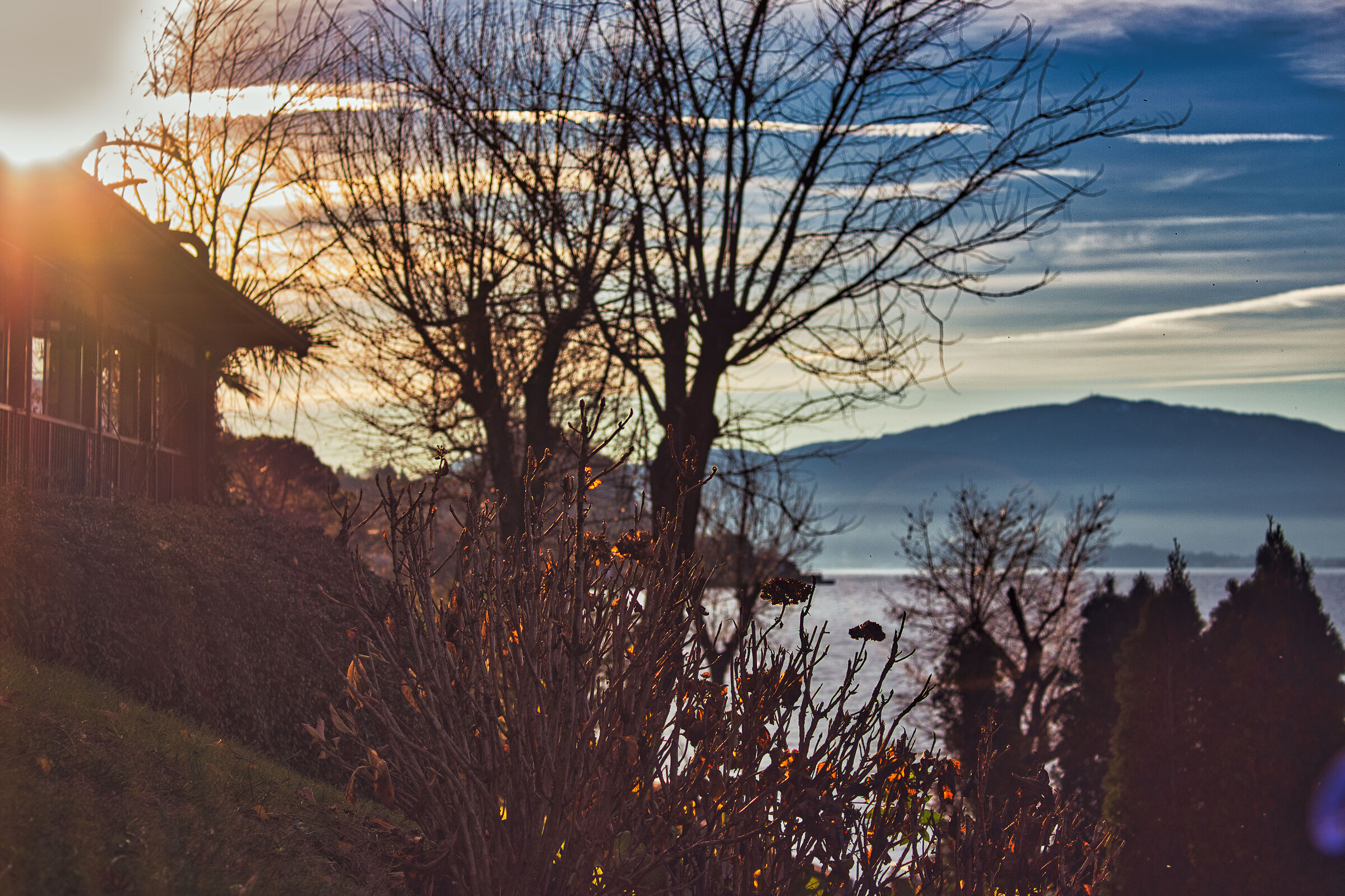 Alberi