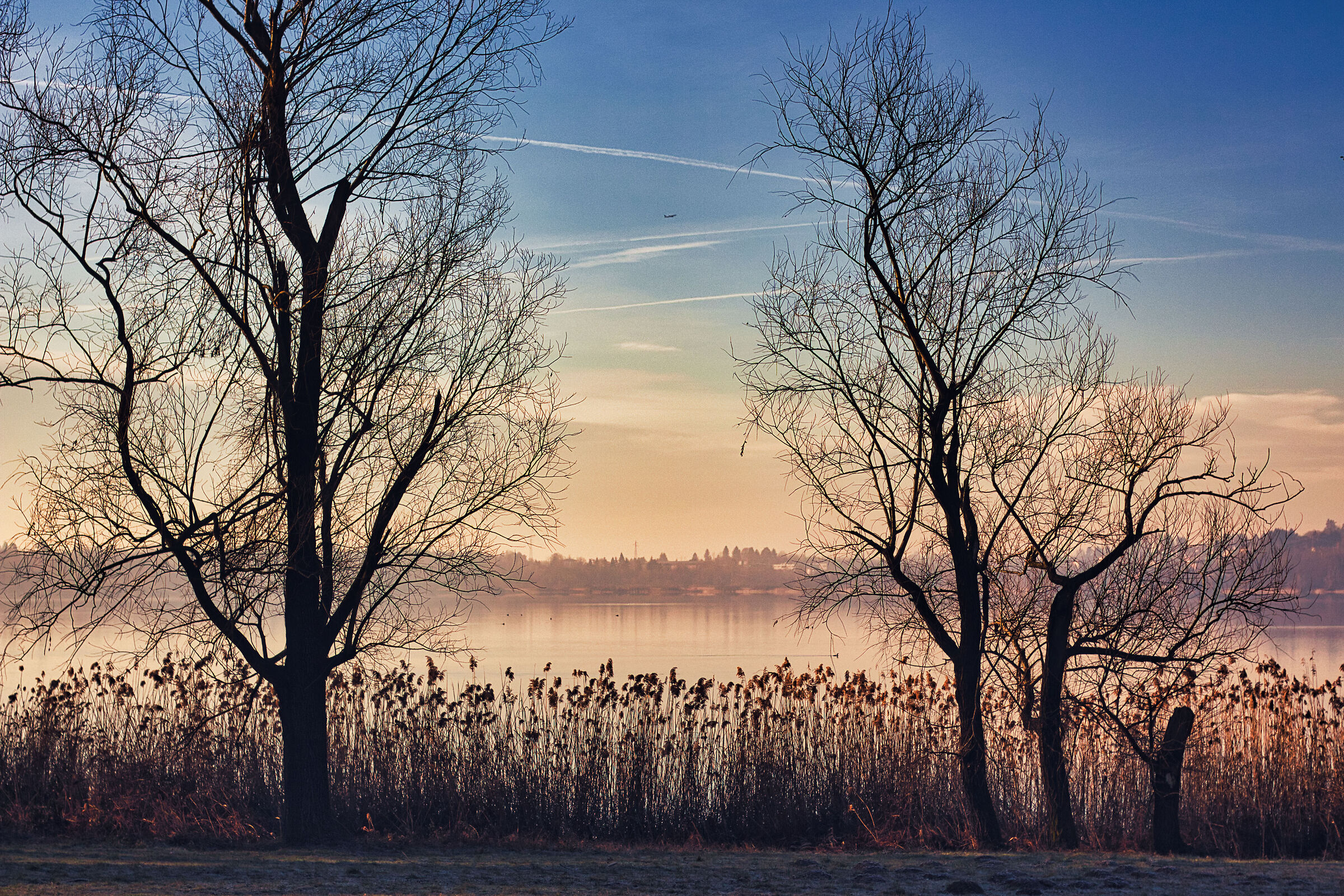 Other Trees