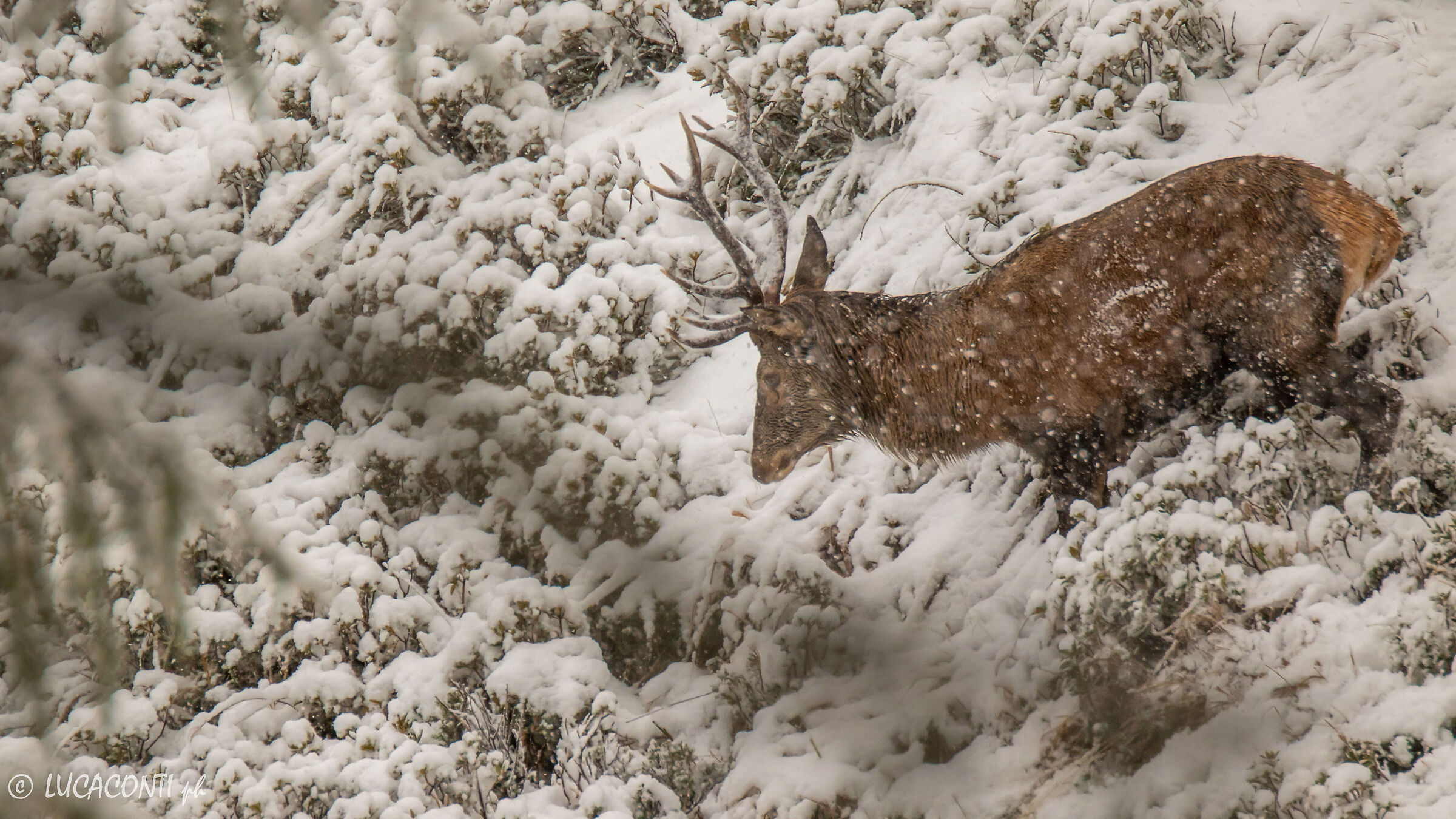 Bramito 2021 (Valtellina SO)