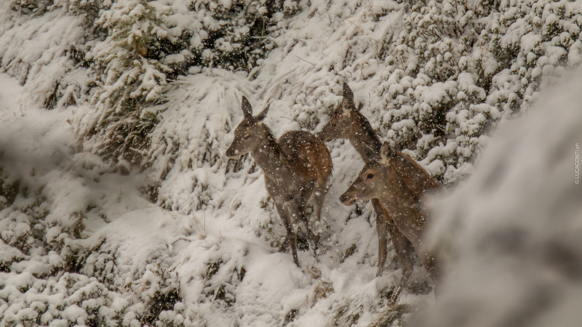 Bramito 2021 (Valtellina SO)
