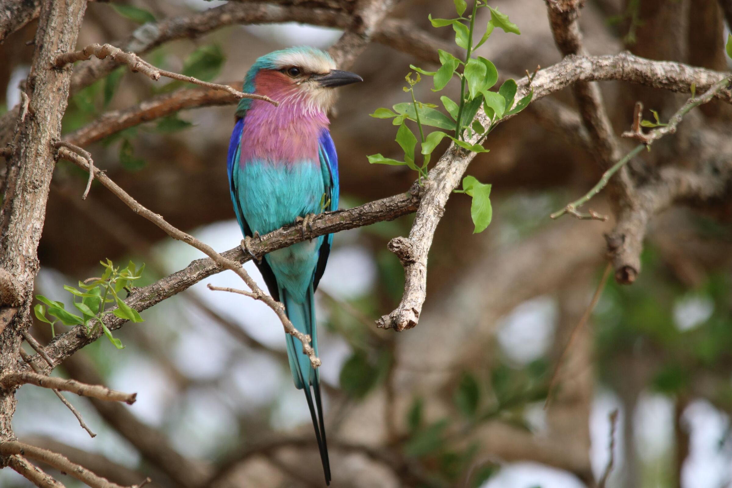 Lilac-breasted Roller