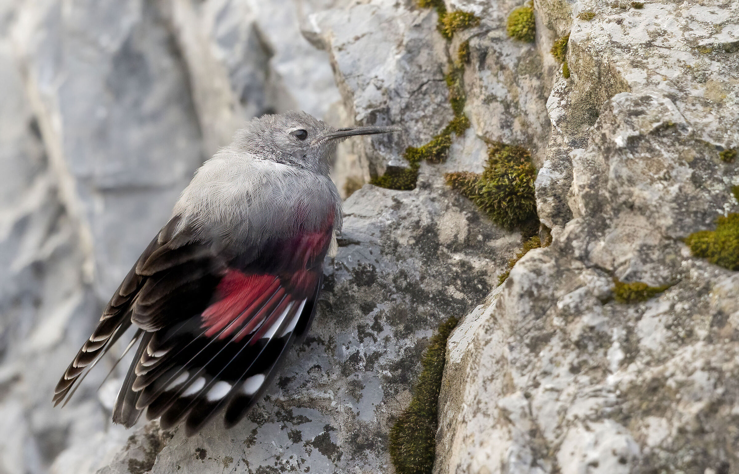 selvaggio in falesia, picchio muraiolo