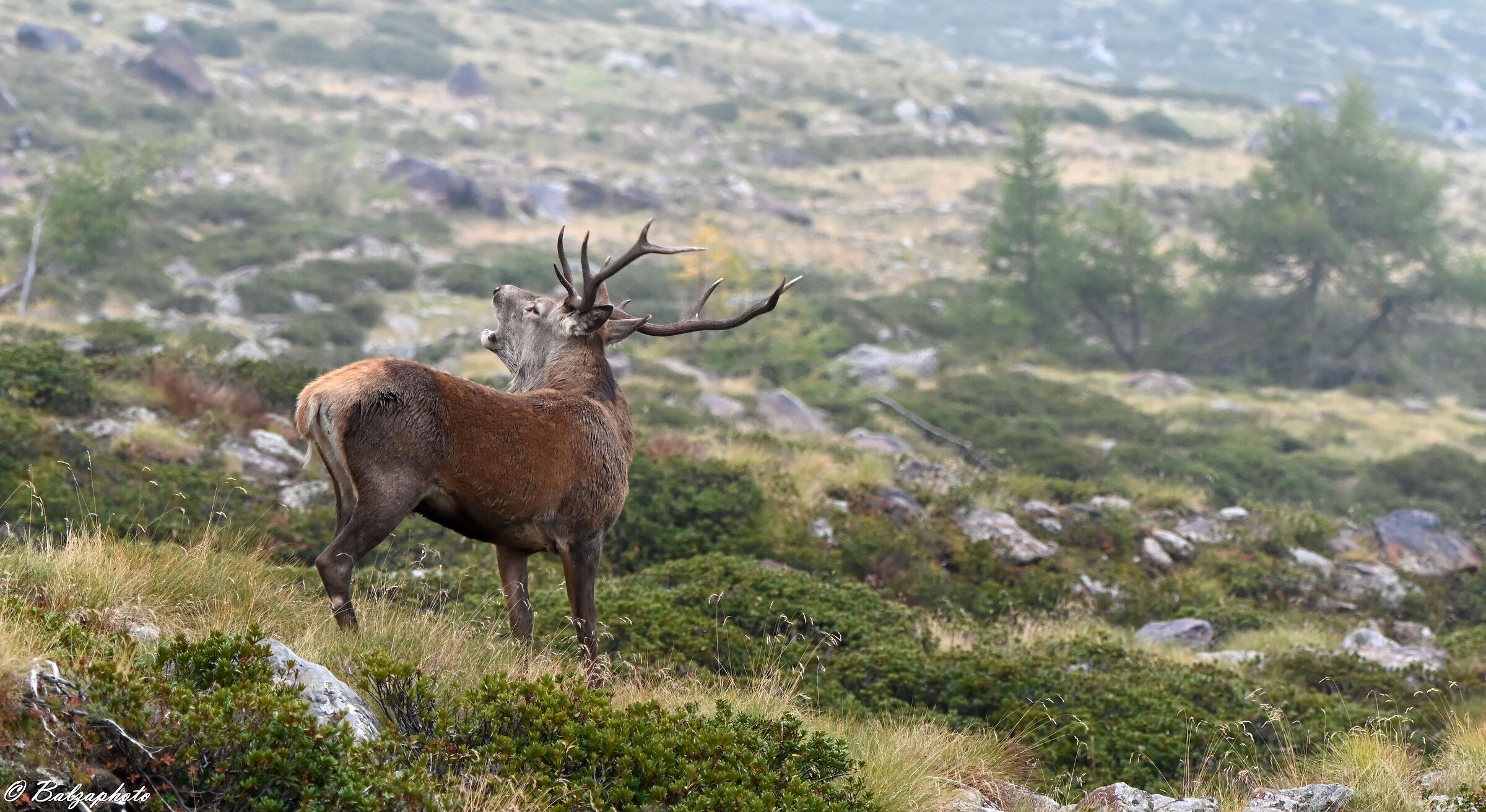 Male deer while craving