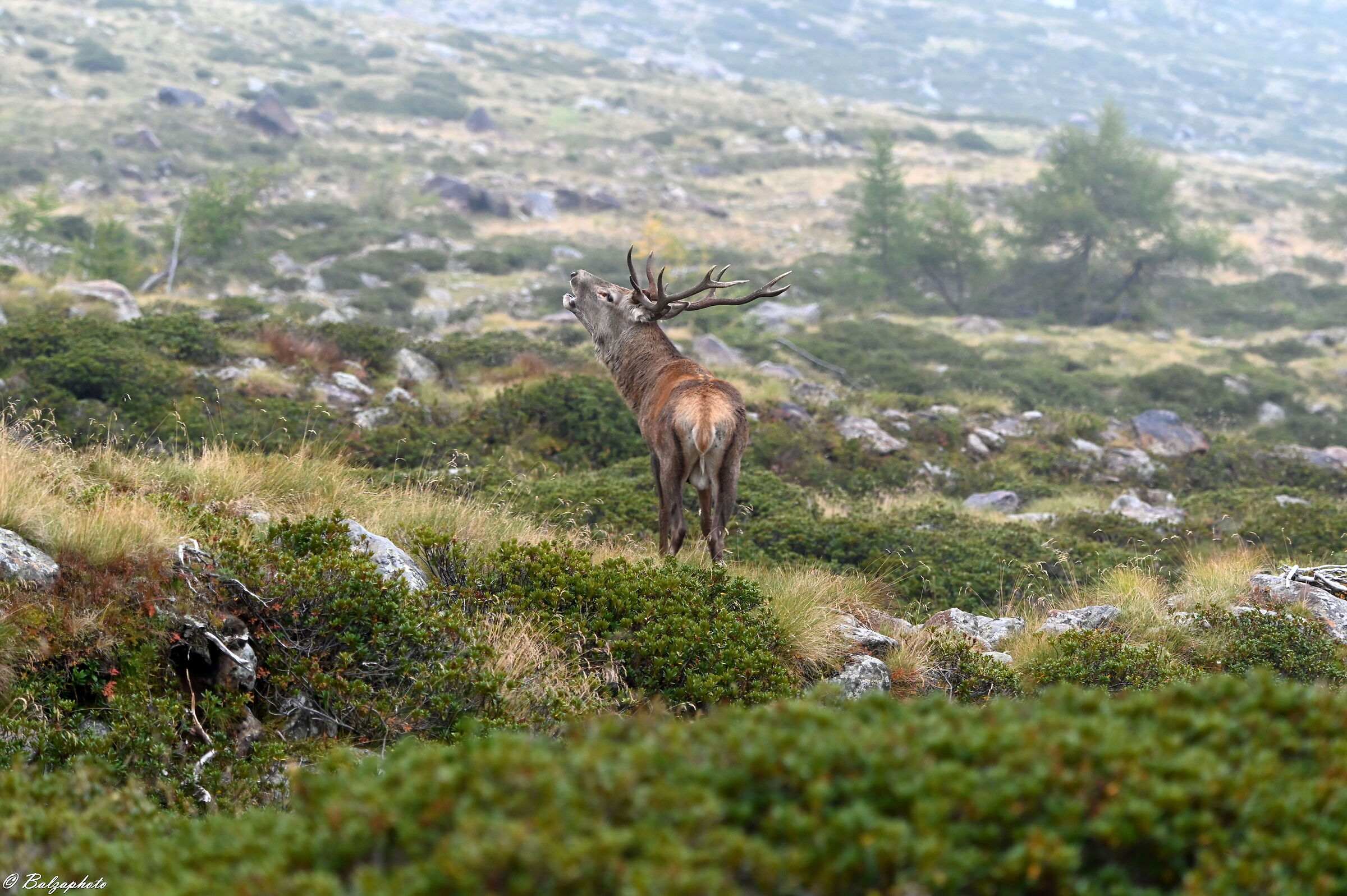 Male deer while craving