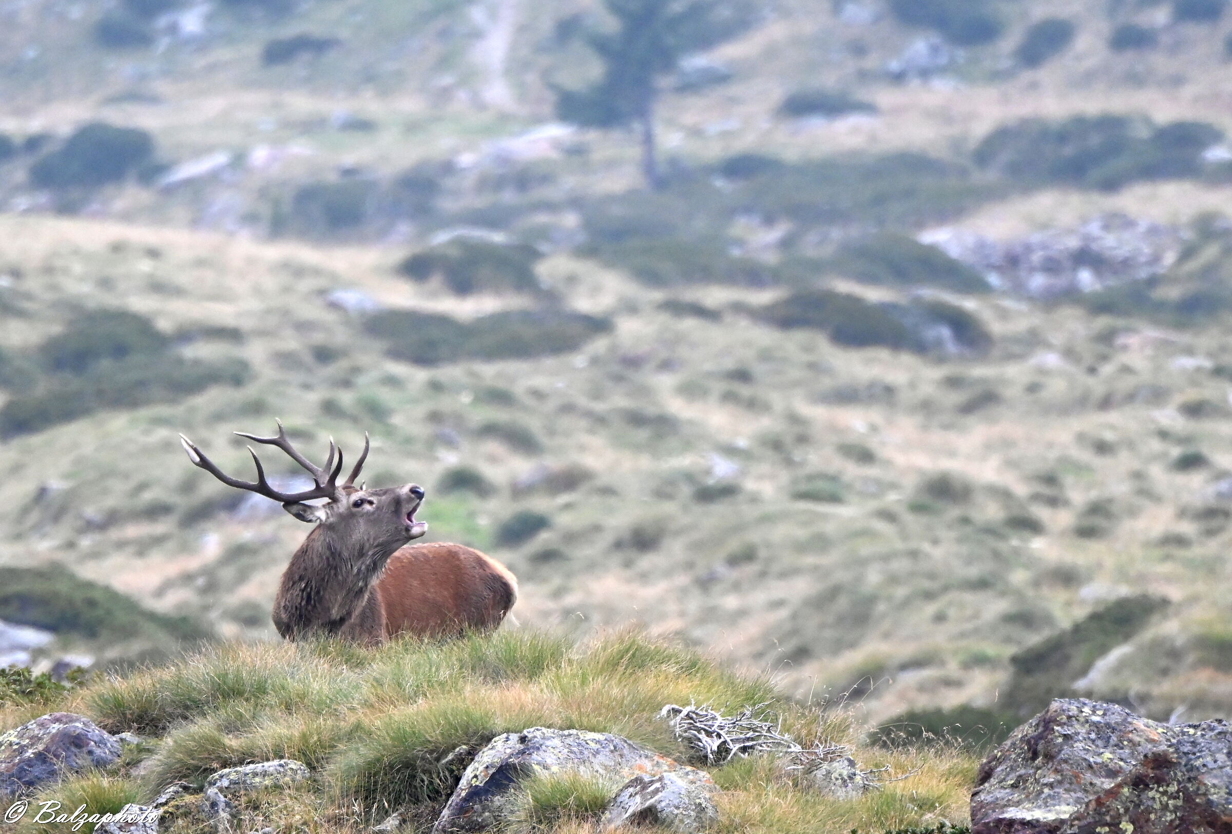 Male deer while craving