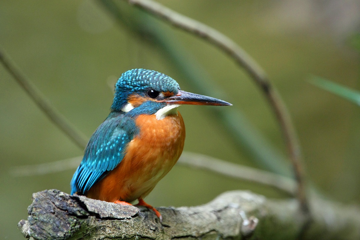 Martino che passione!!