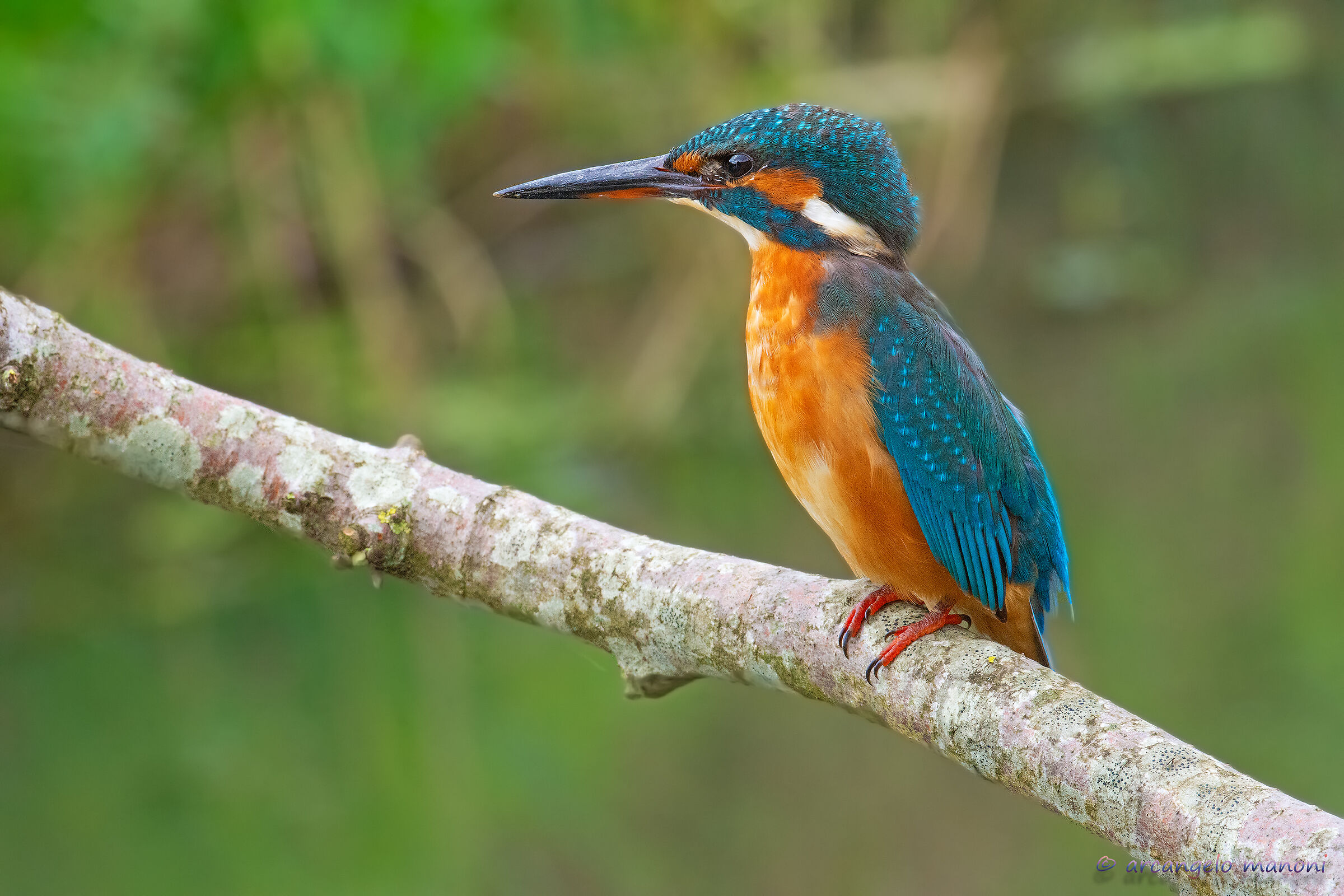 A martina with macro 180