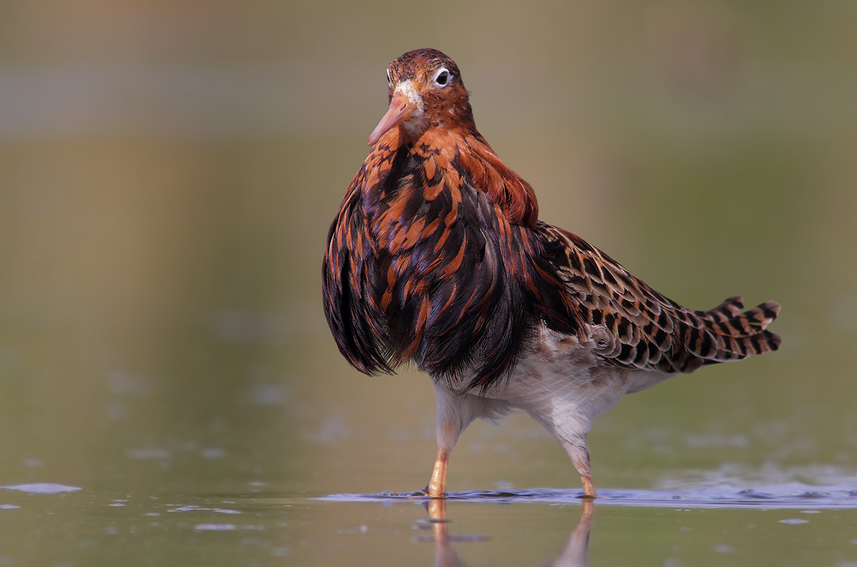 combattente in abito riproduttivo