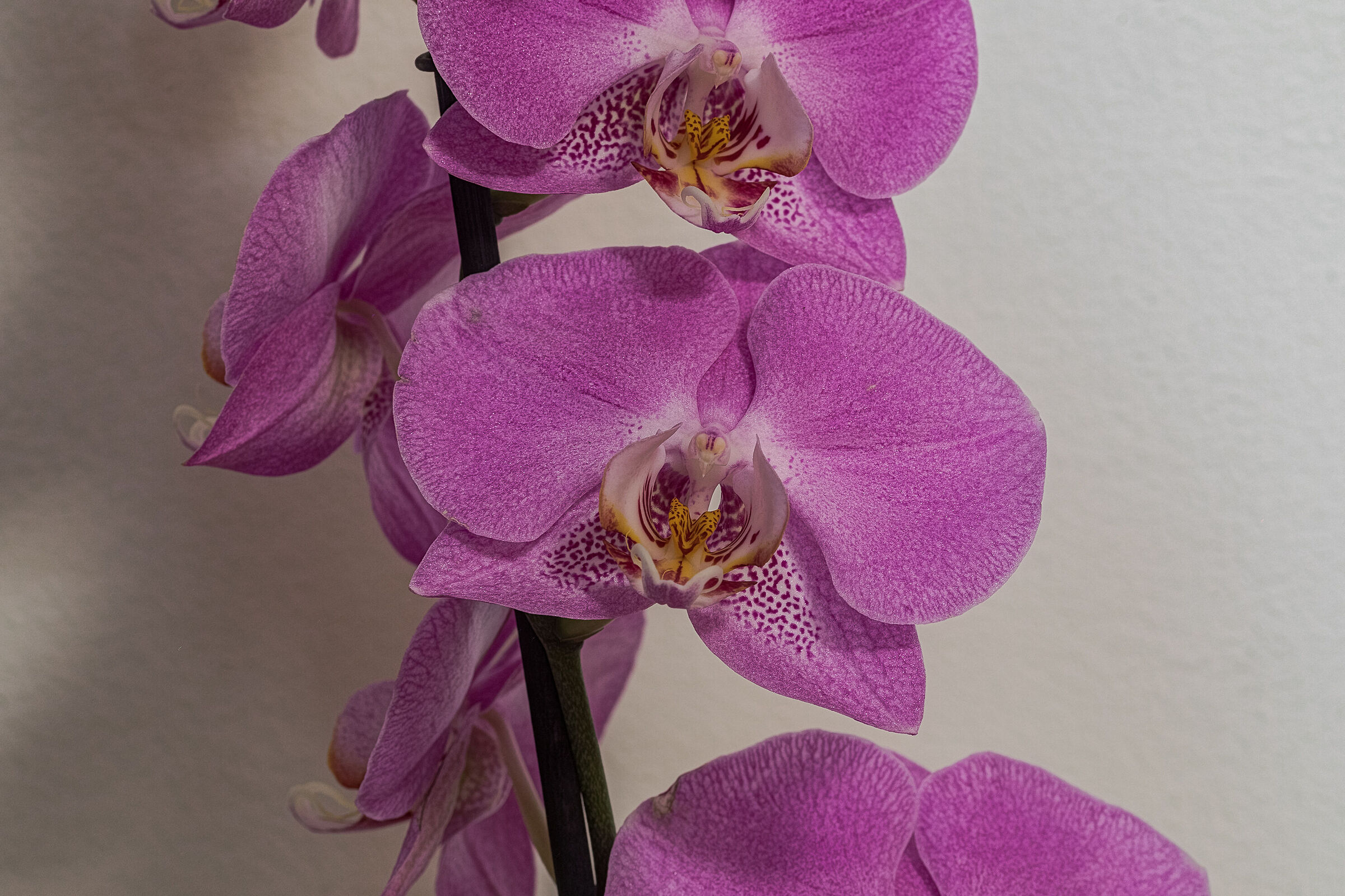 orchid