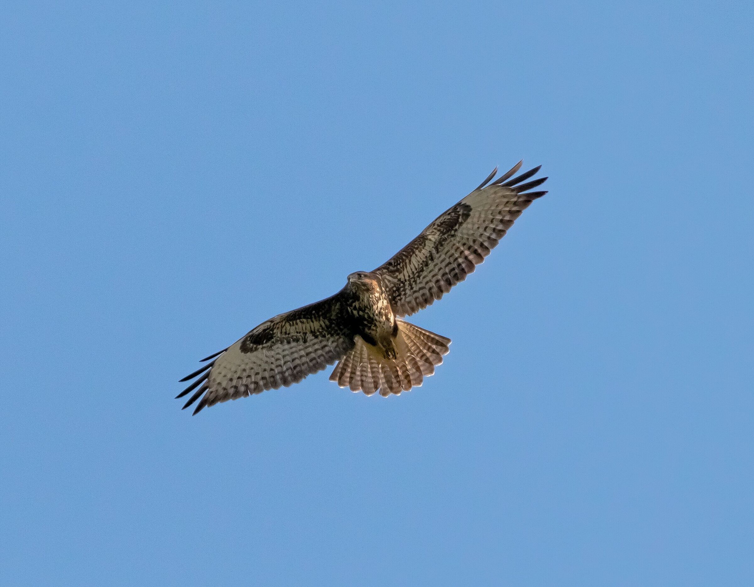 Buzzard in flight Oasi Lipu 7/10/2021
