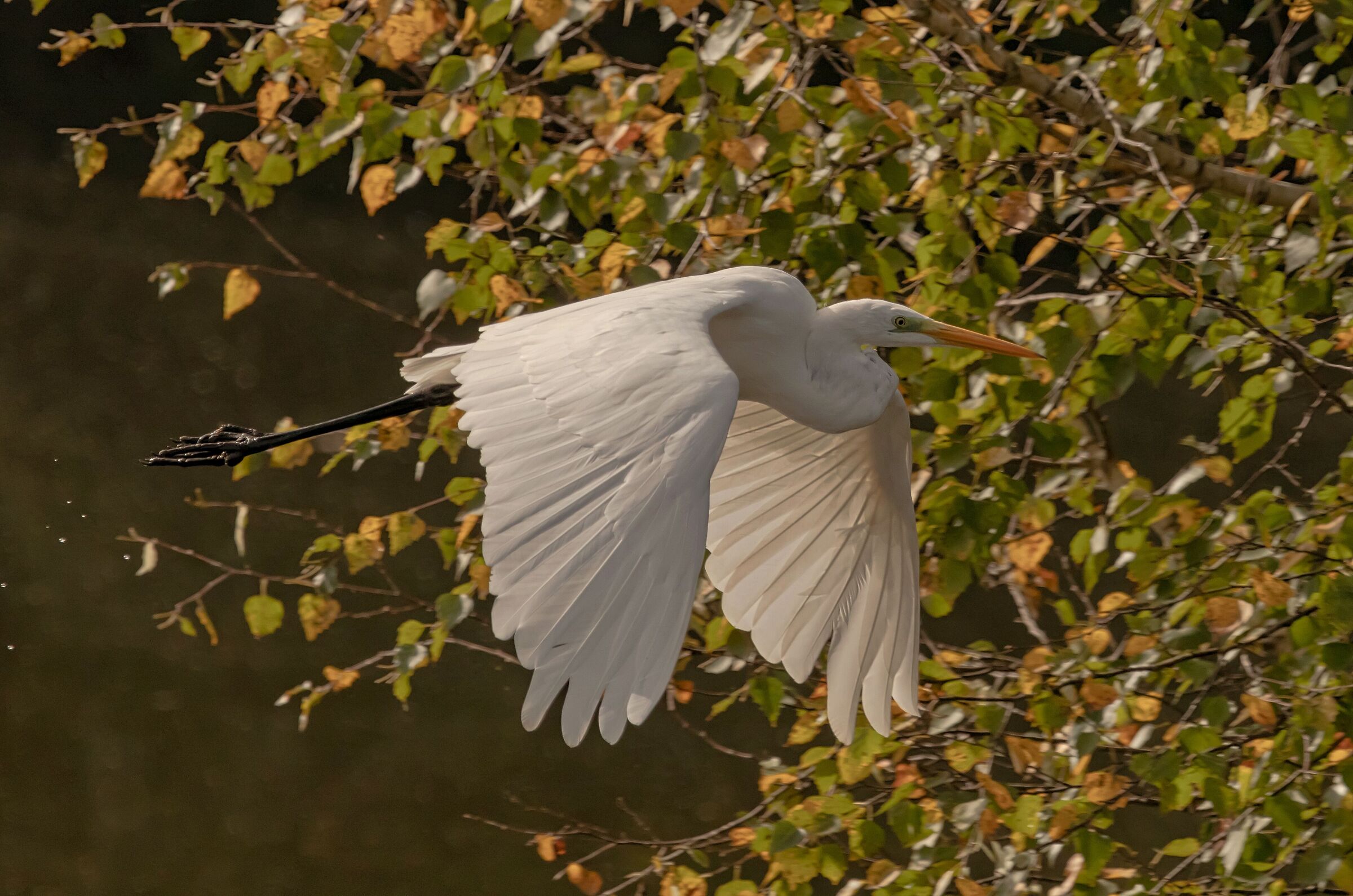 Airone Bianco Maggiore in volo Oasi Lipu 7/10/2021