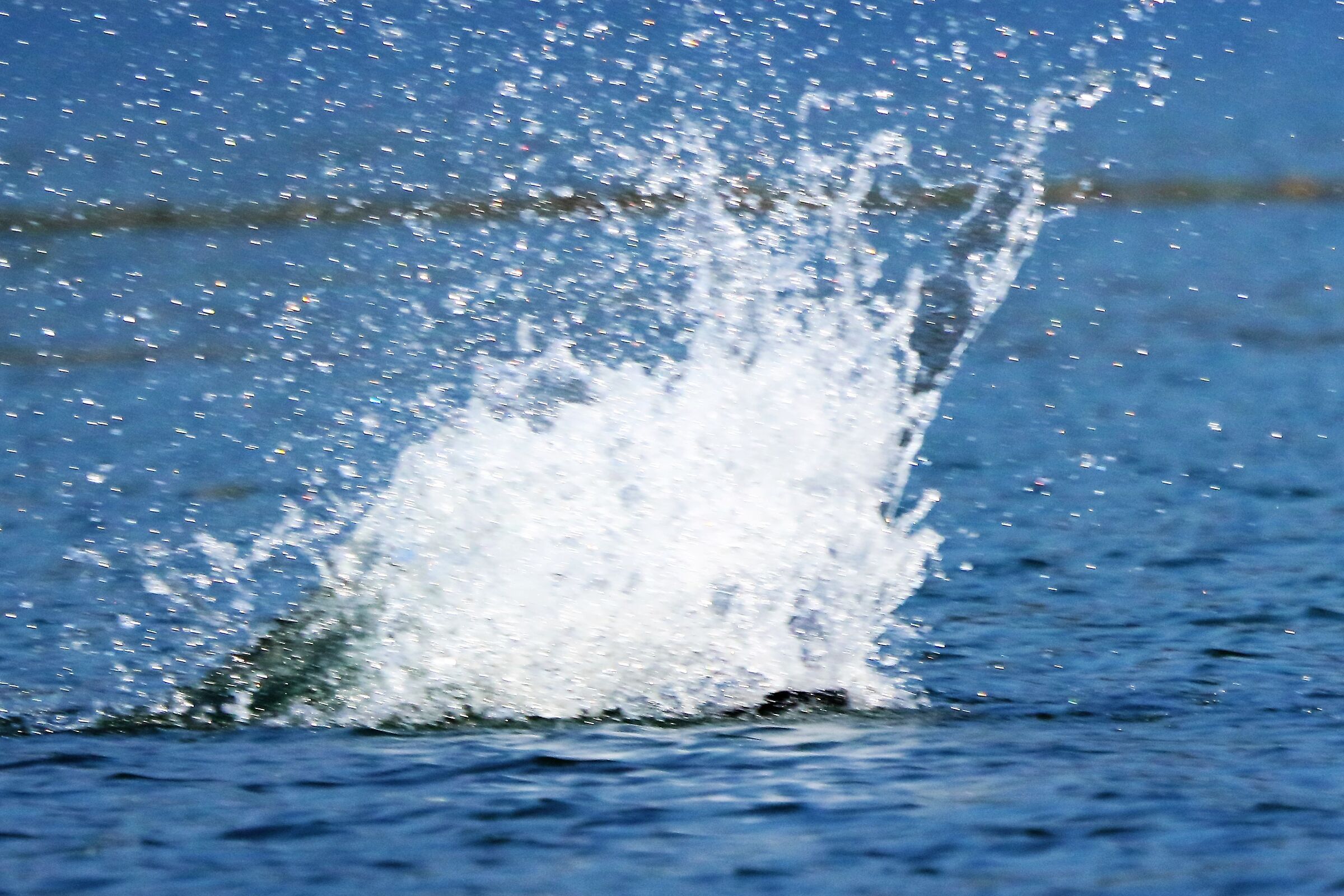 Falco pescatore 512 lo splash