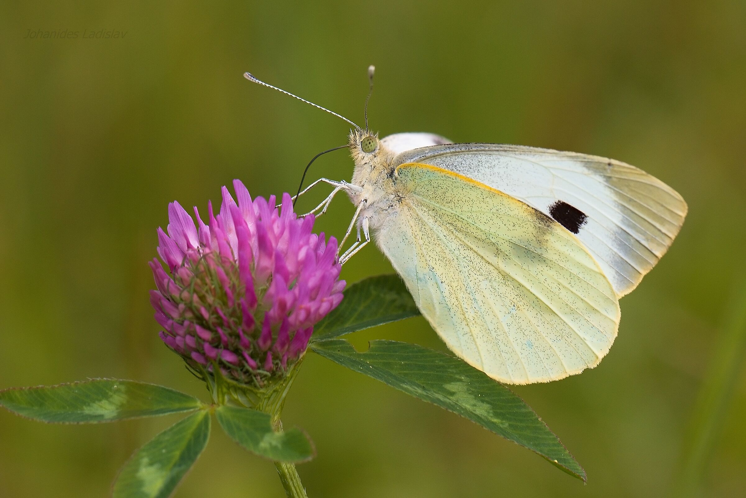 Pieris brassicae