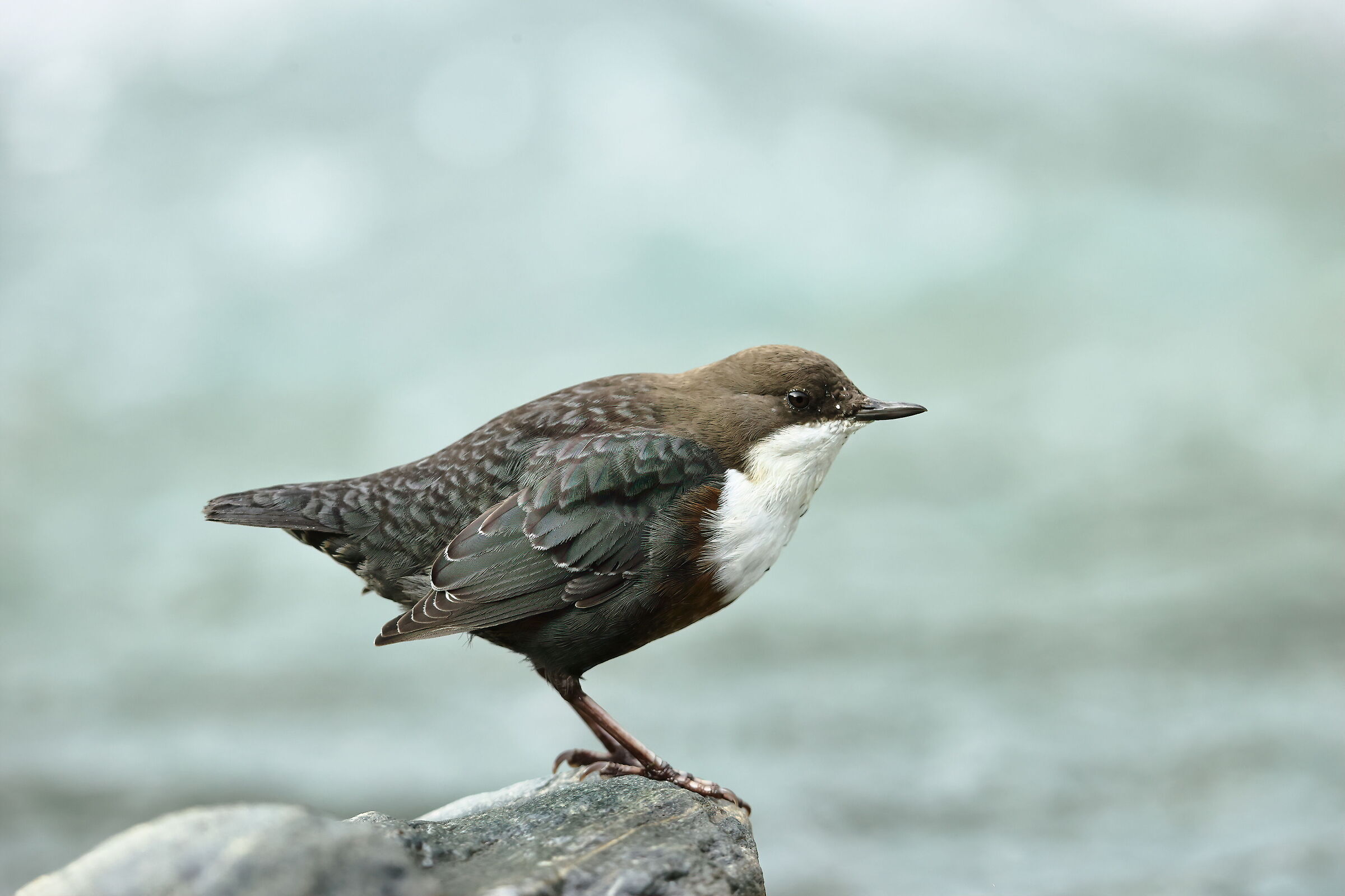 White-throated dipper