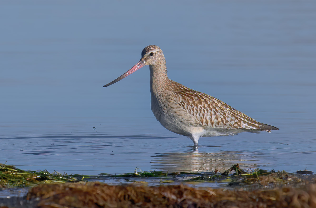 Pittima Minore (Limosa lapponica)