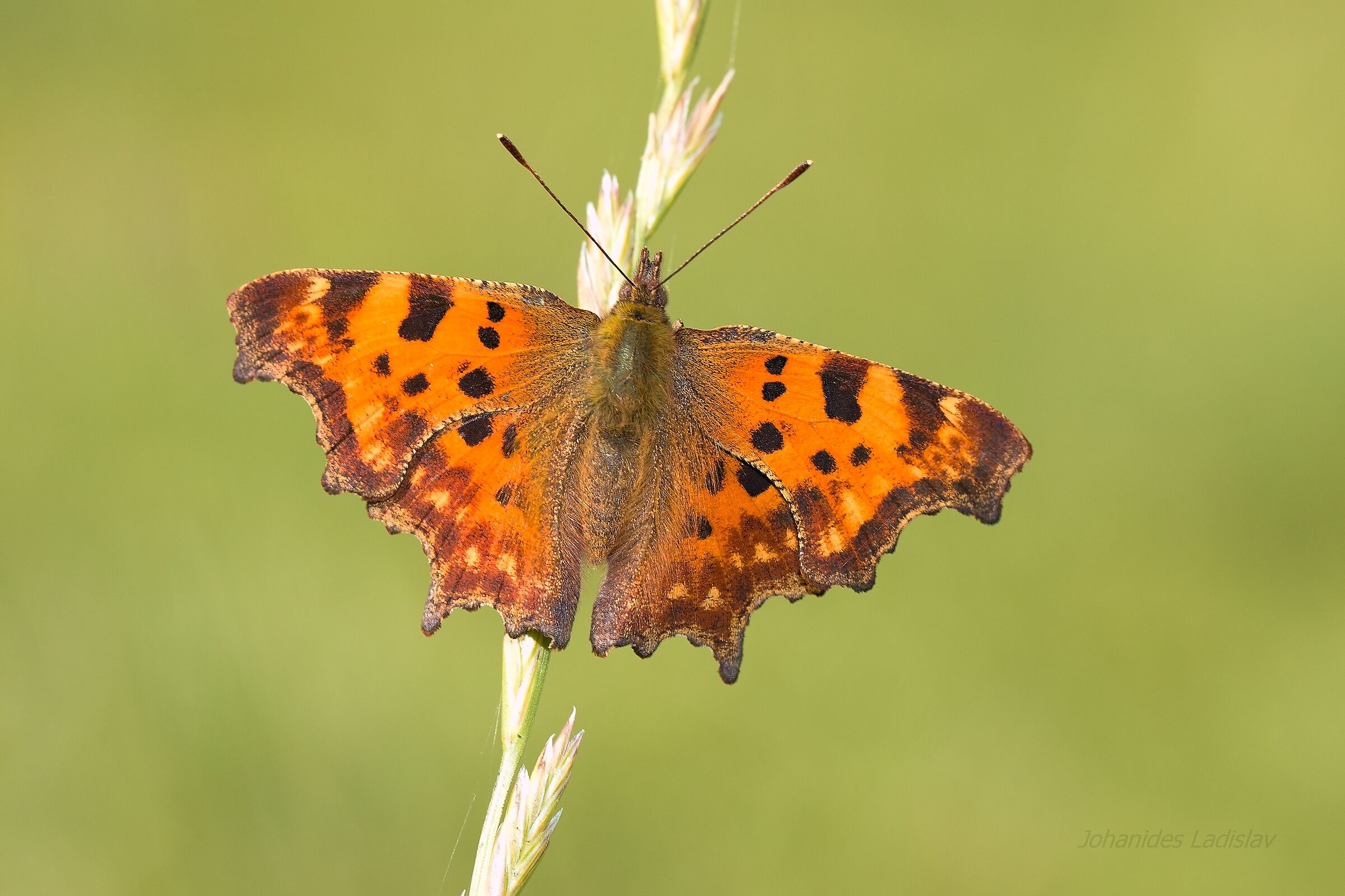 Polygonia c-album