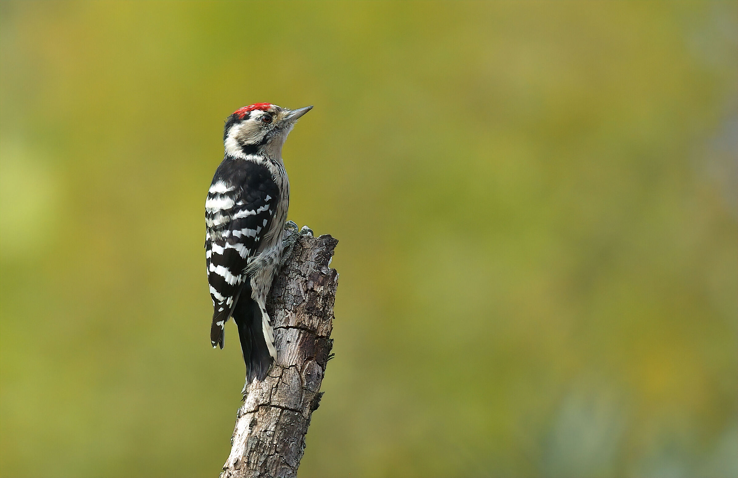 Lesser red woodpecker m.