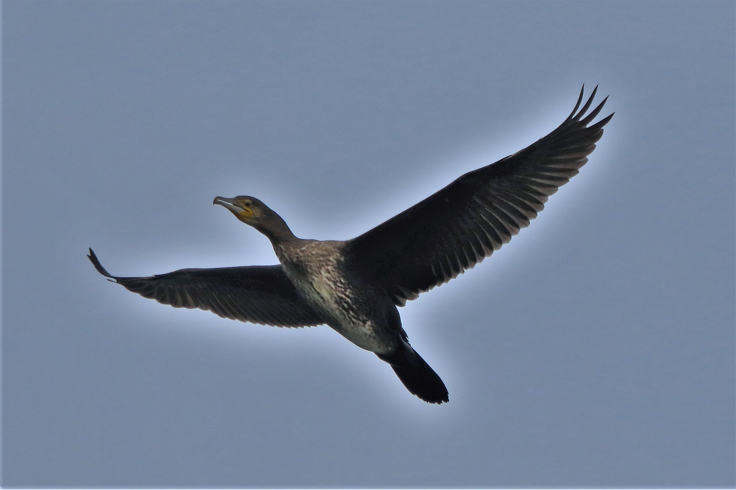 cormorant