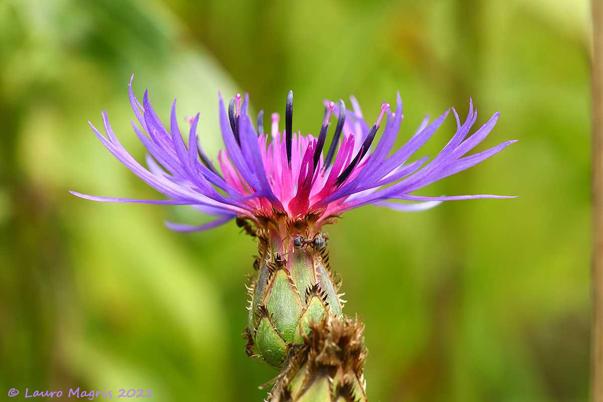 Cornflower of Trionfetti