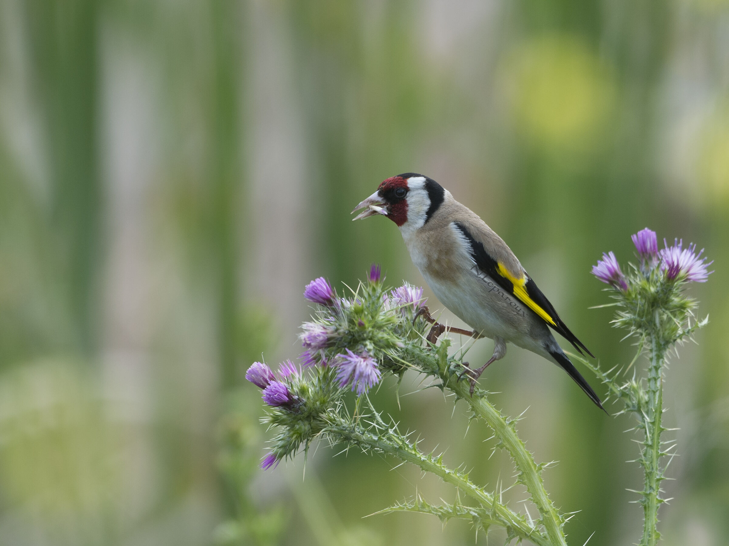 Chardonneret élégant