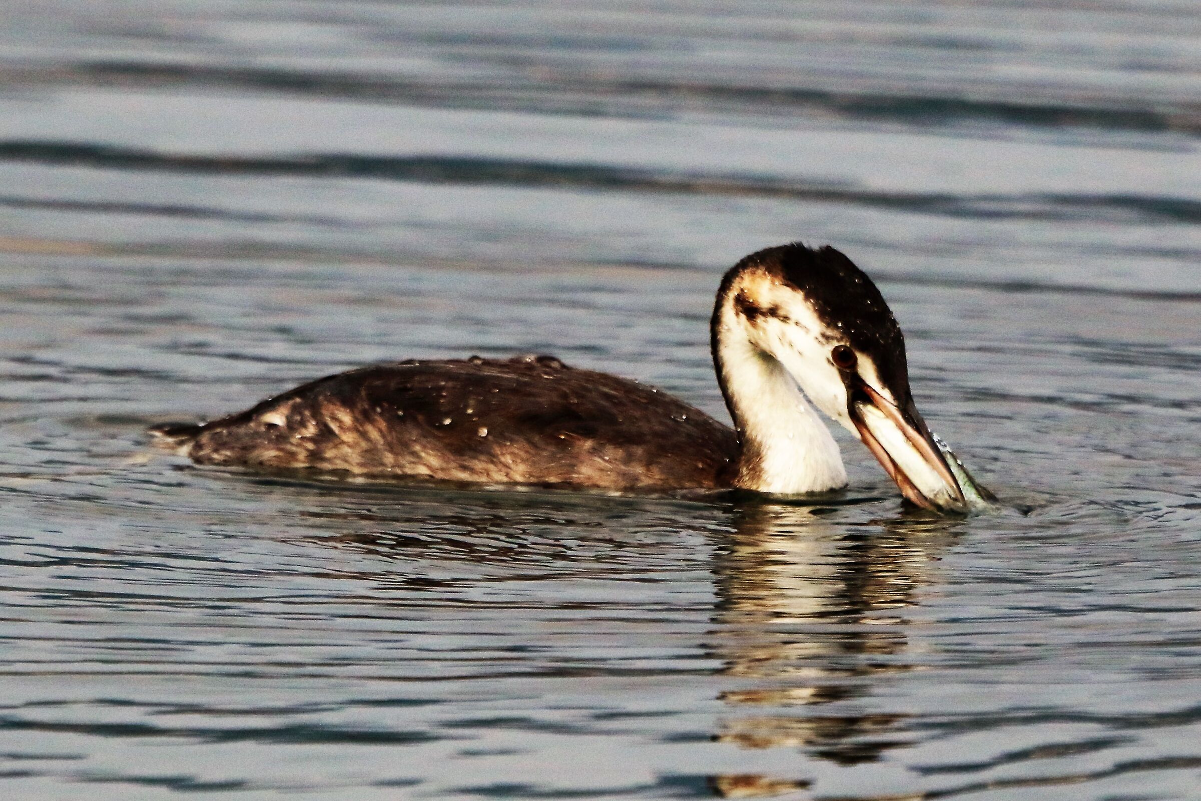 grebe
