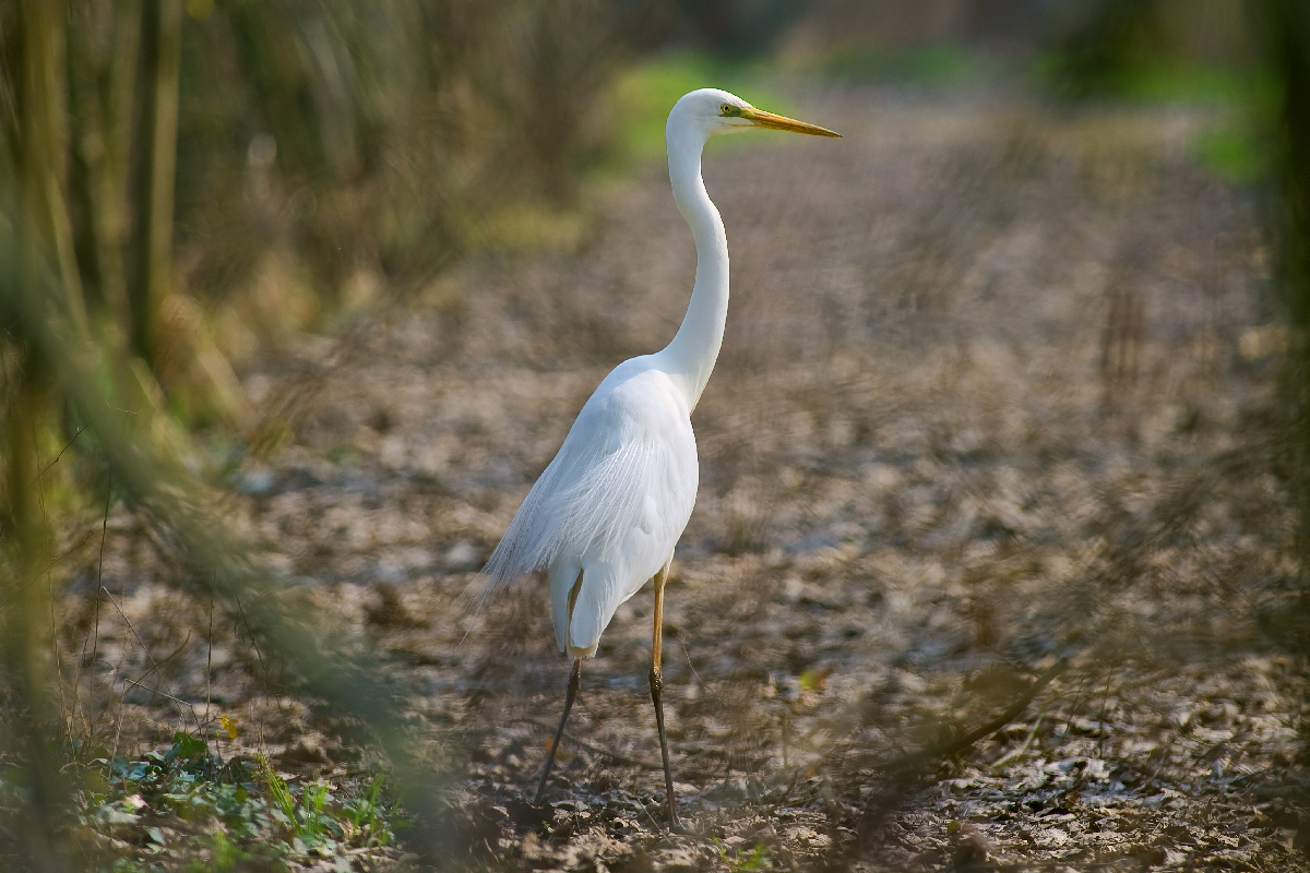 Great White Egret