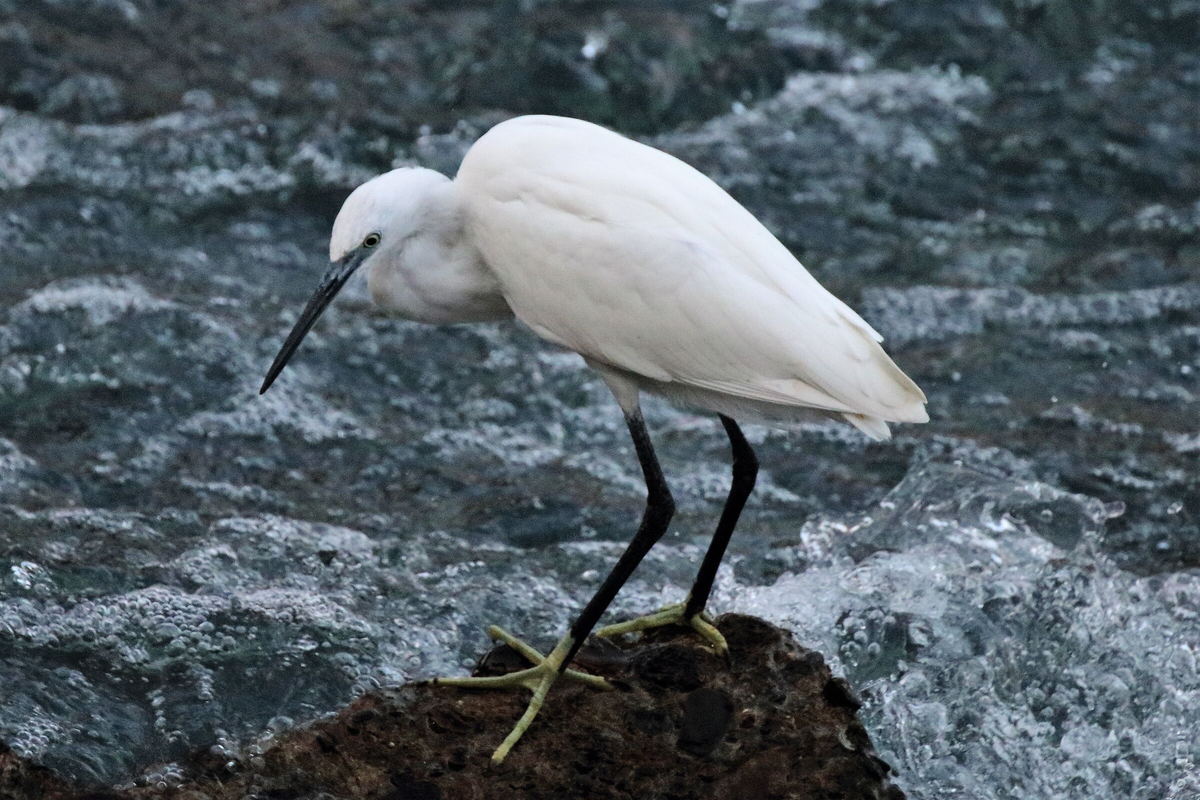 egret