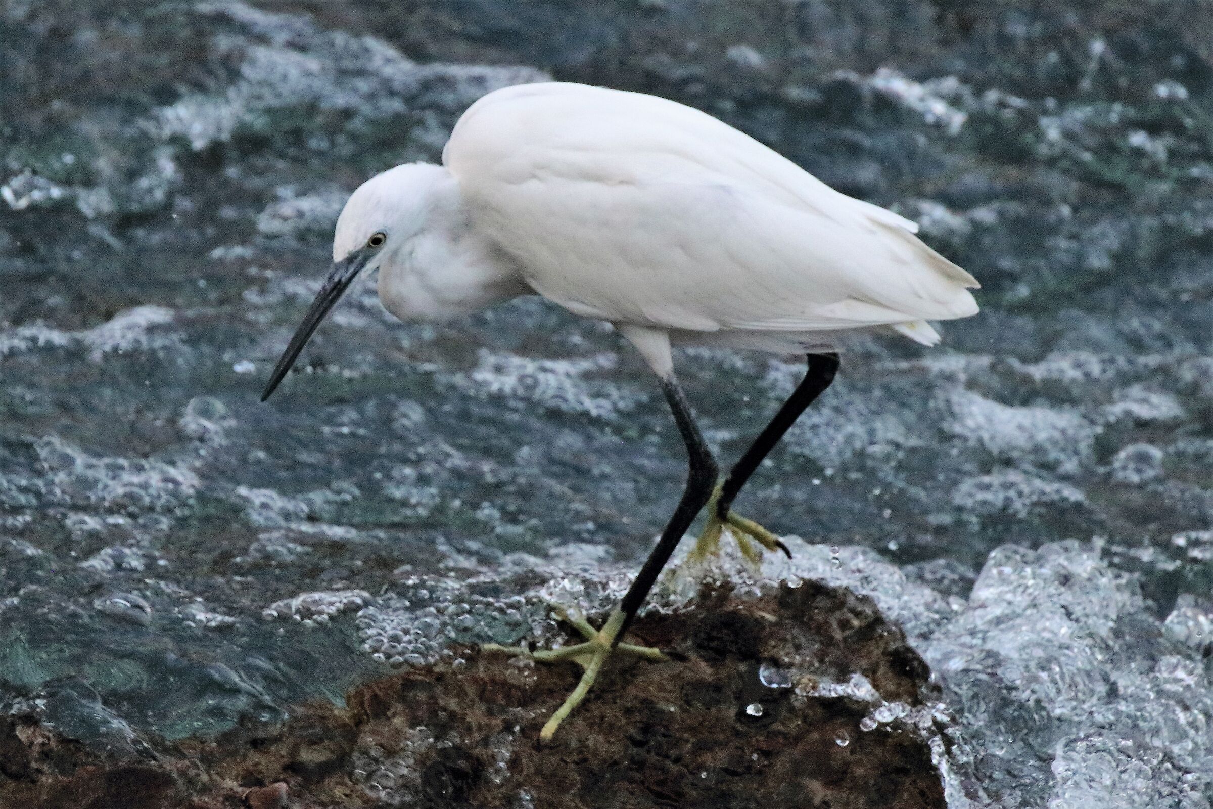 egret
