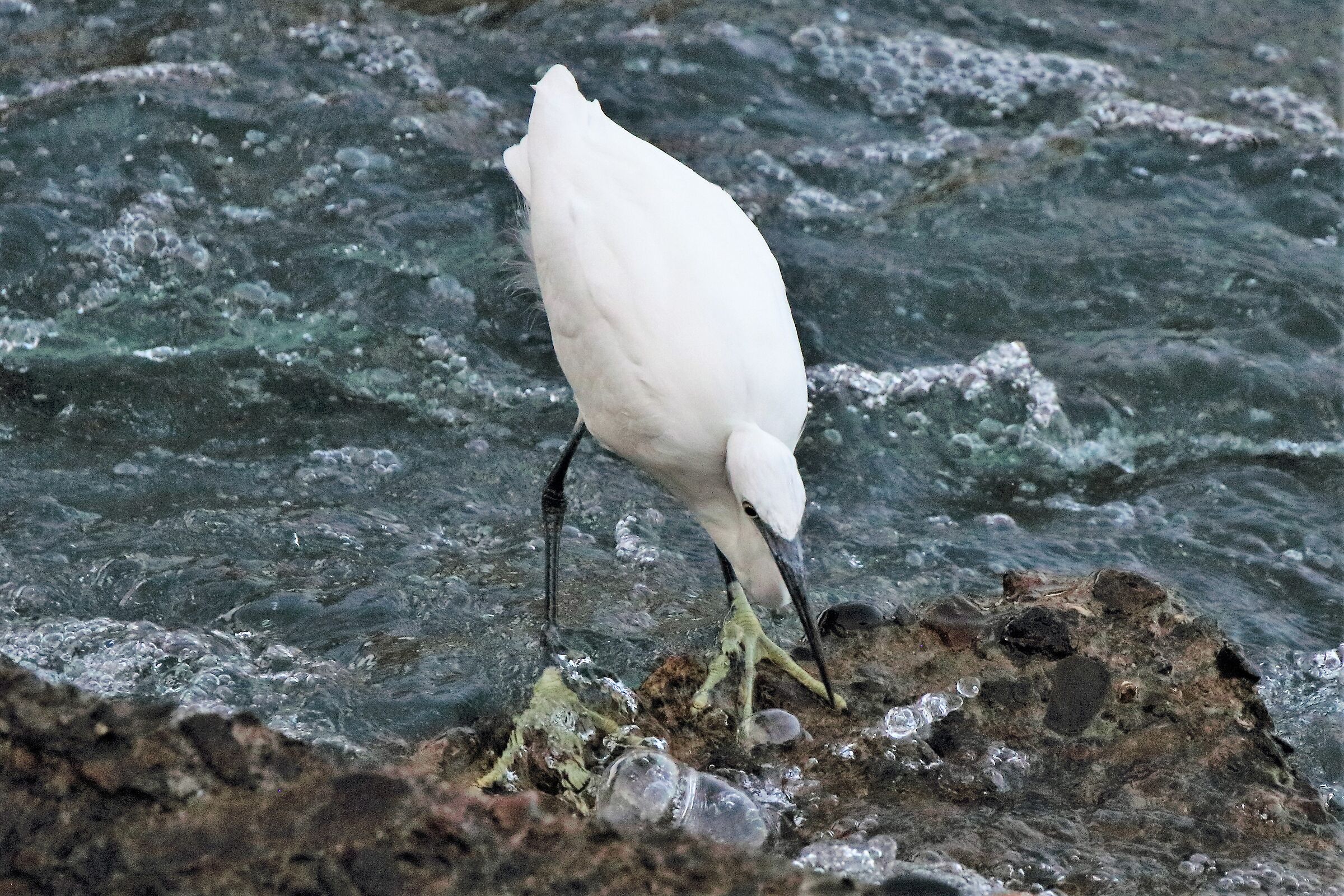 egret