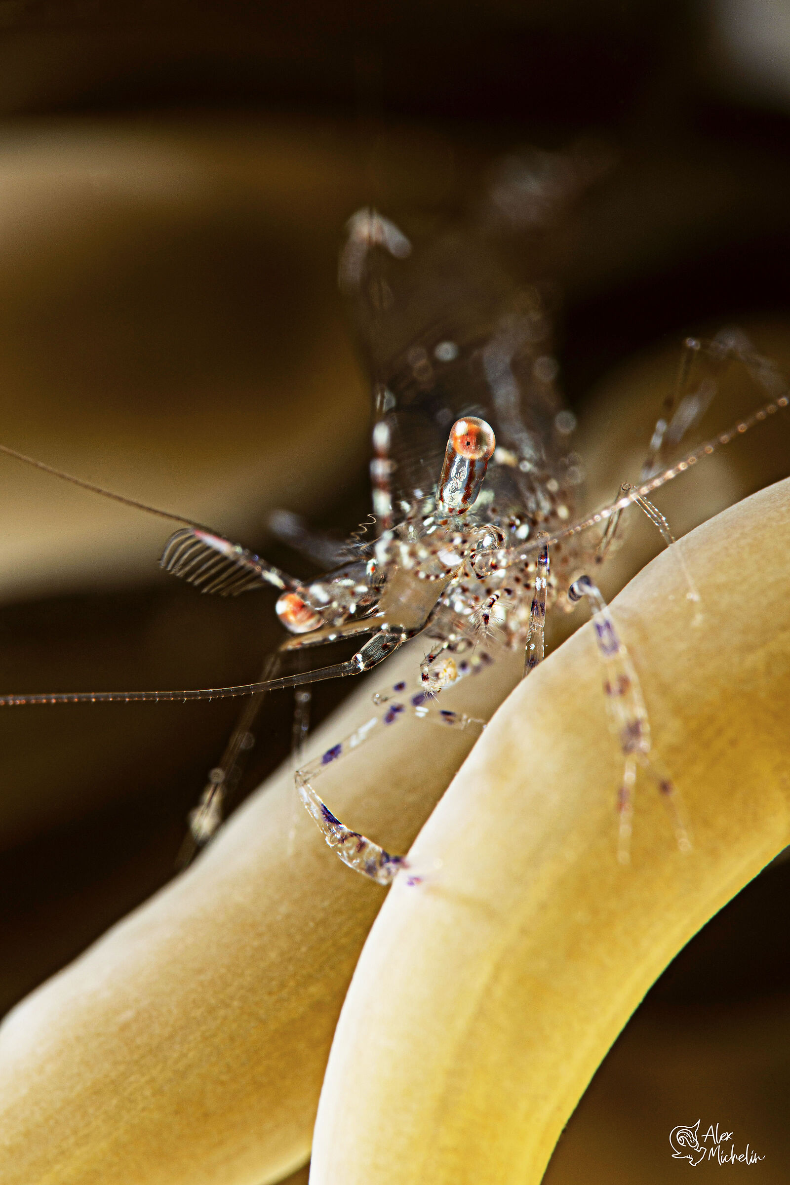 Periclimenes sagittifer