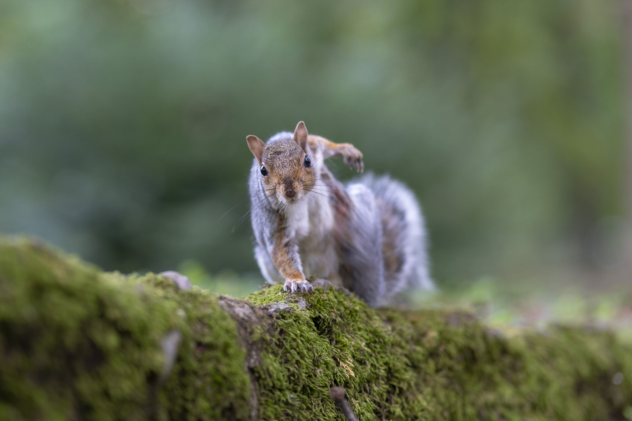 Particular :D installation