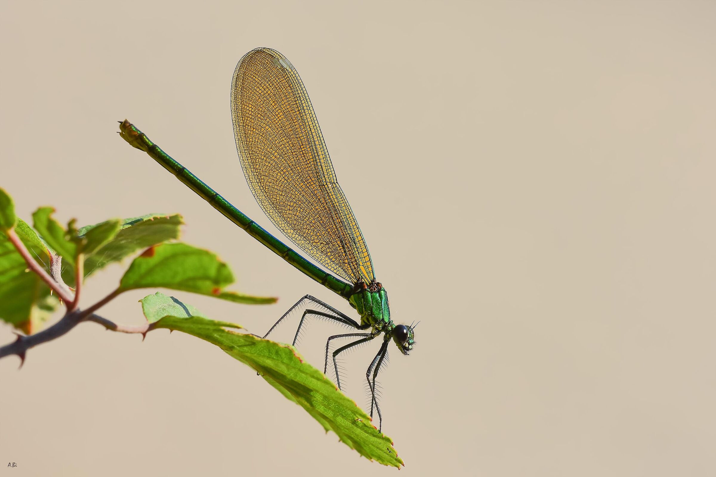 Calopteryx splendens