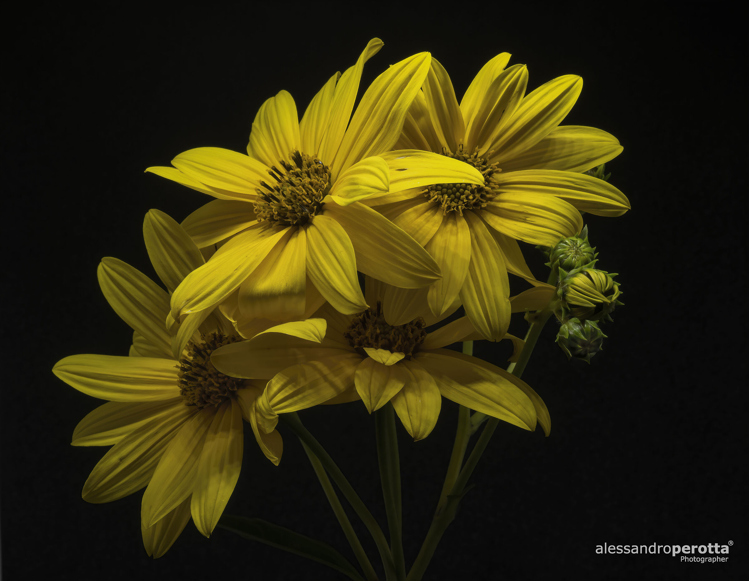 Helianthus tuberosus