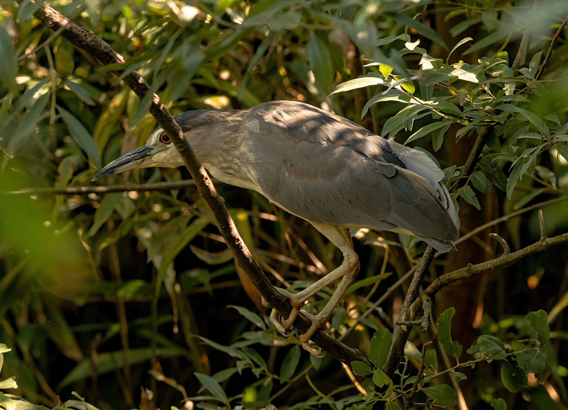 Nitticora in sosta 12/08/2021 Oasi Sant'Alessio(pv)