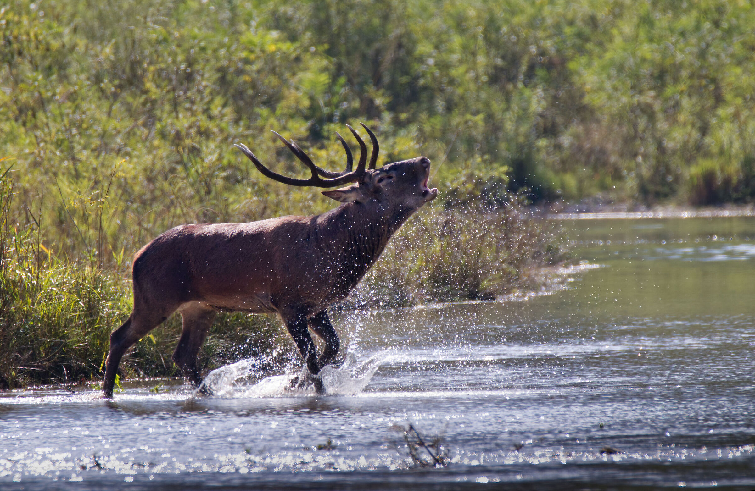 bramito sul fiume