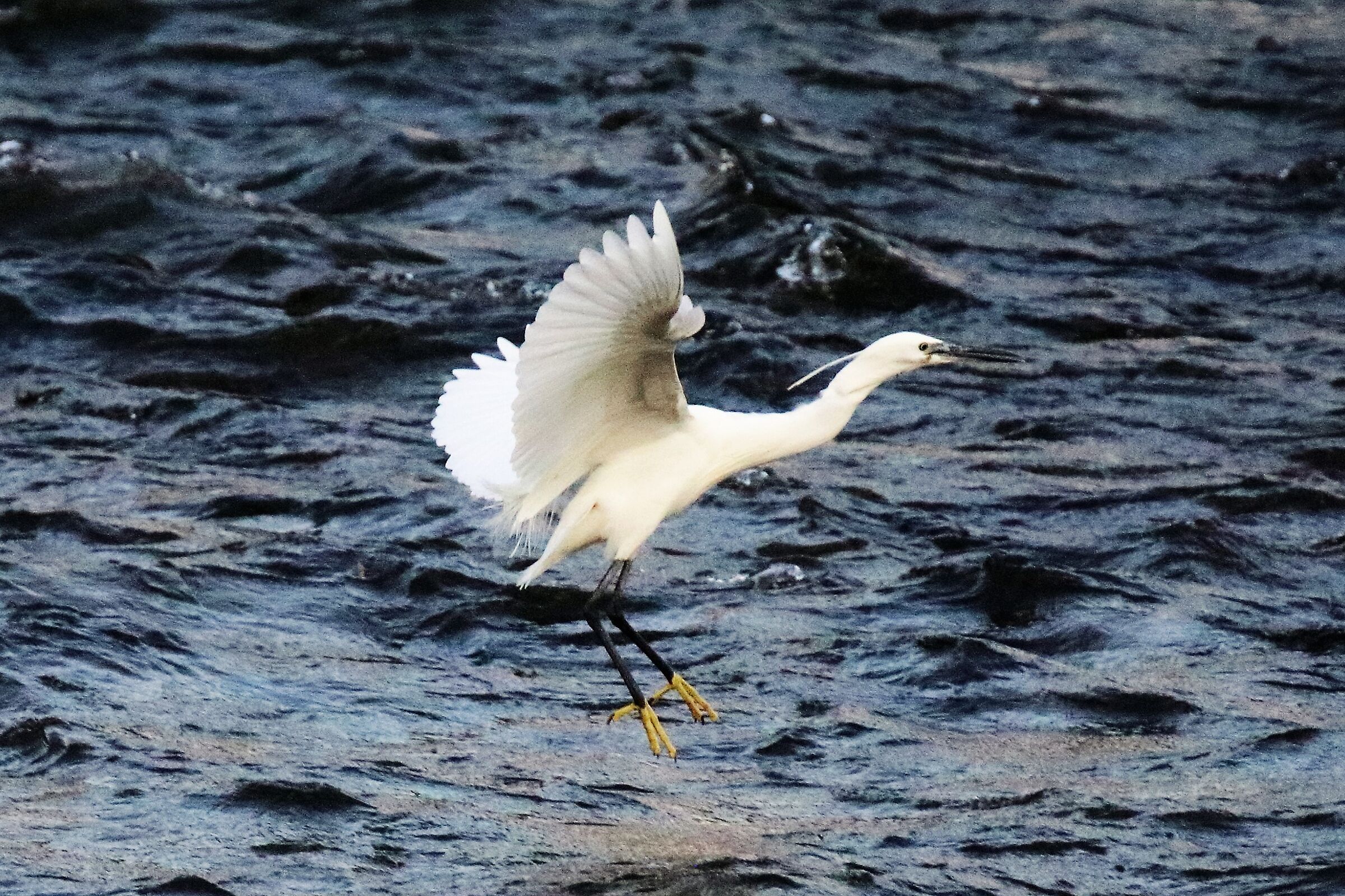 egret