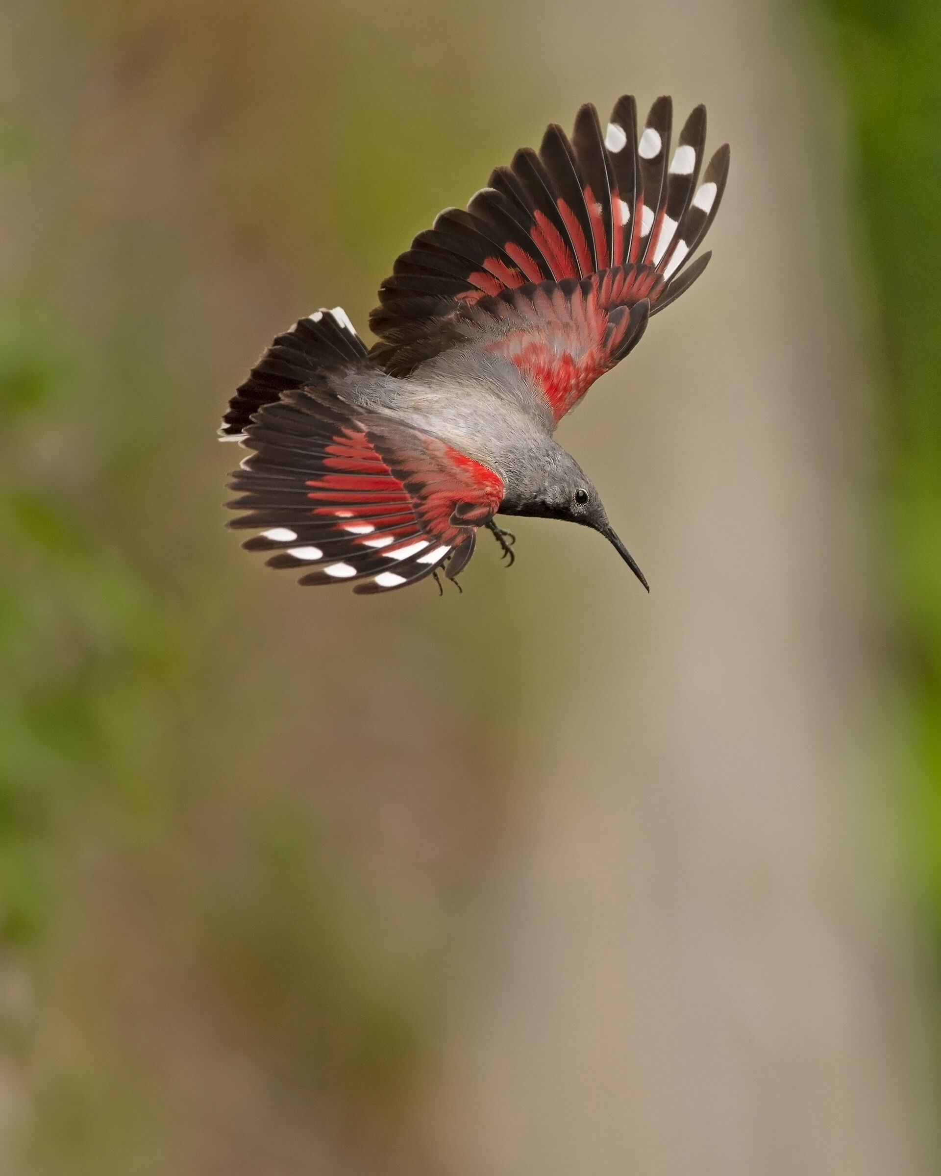 Muraiolo nuova elaborazione