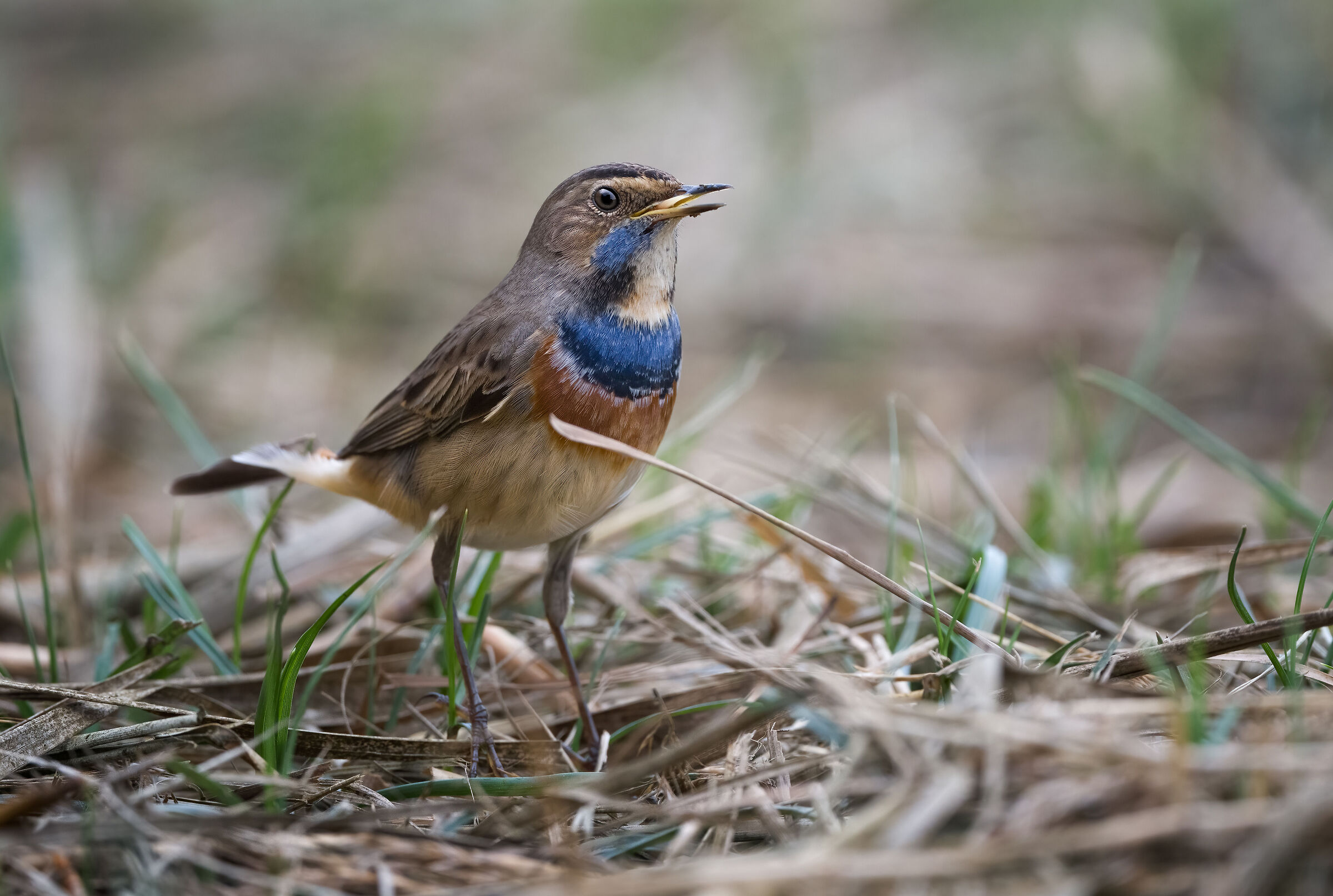 Bluethroat