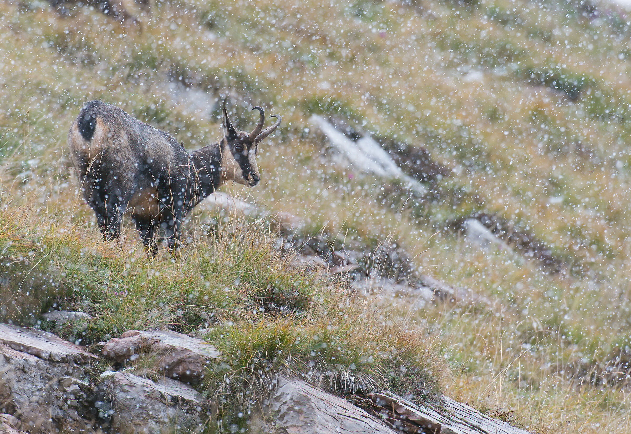 Camoscio sotto la neve