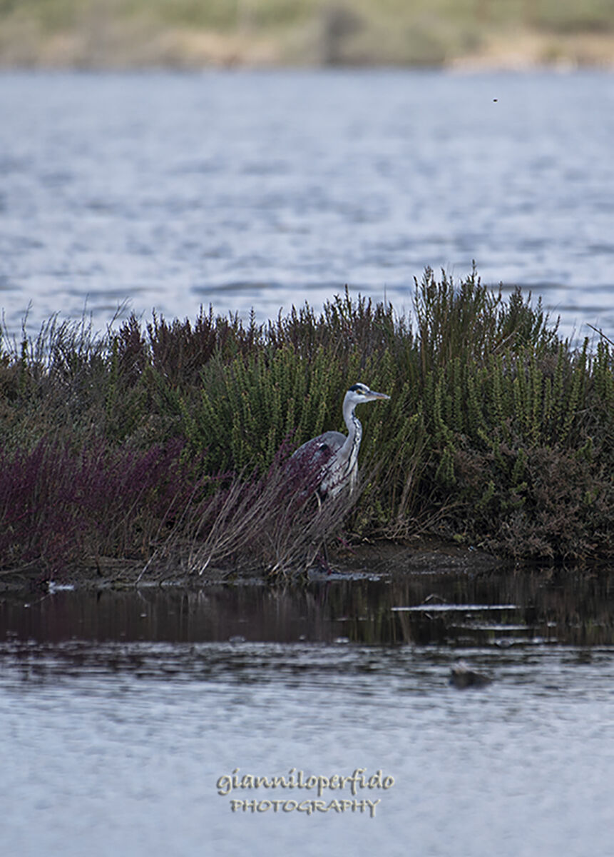 Airone cenerino guardingo