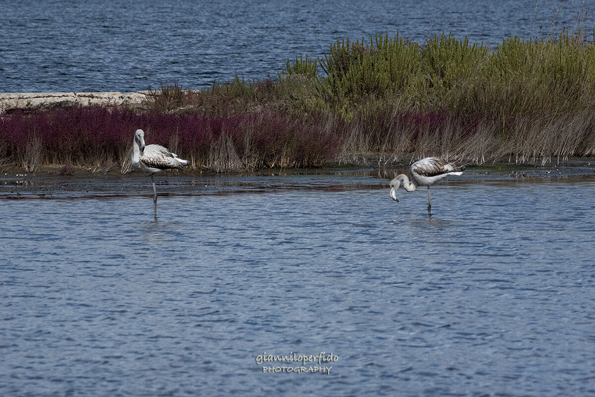 Fenicotteri tranquilli